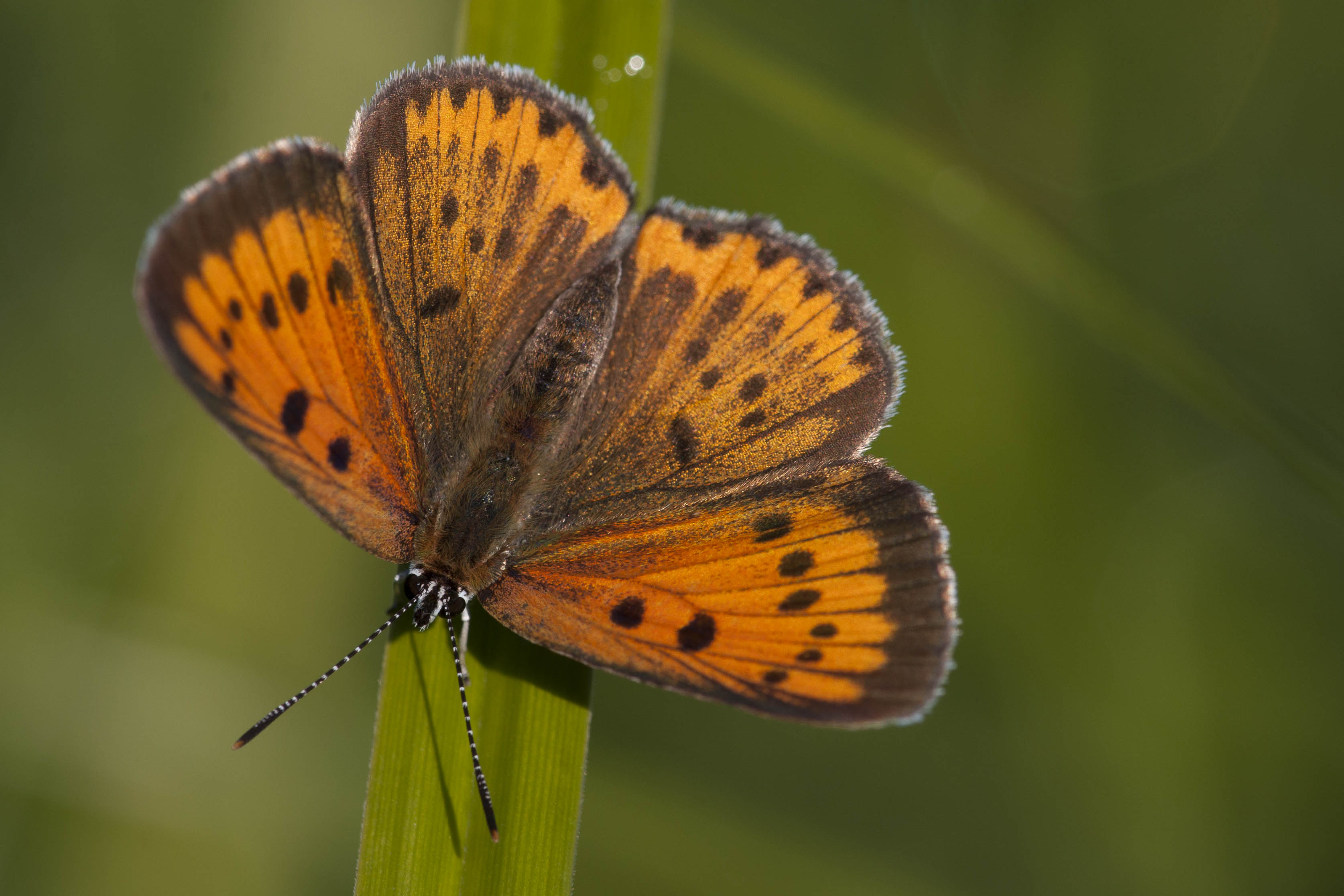 Large copper  - Lycaena dispar