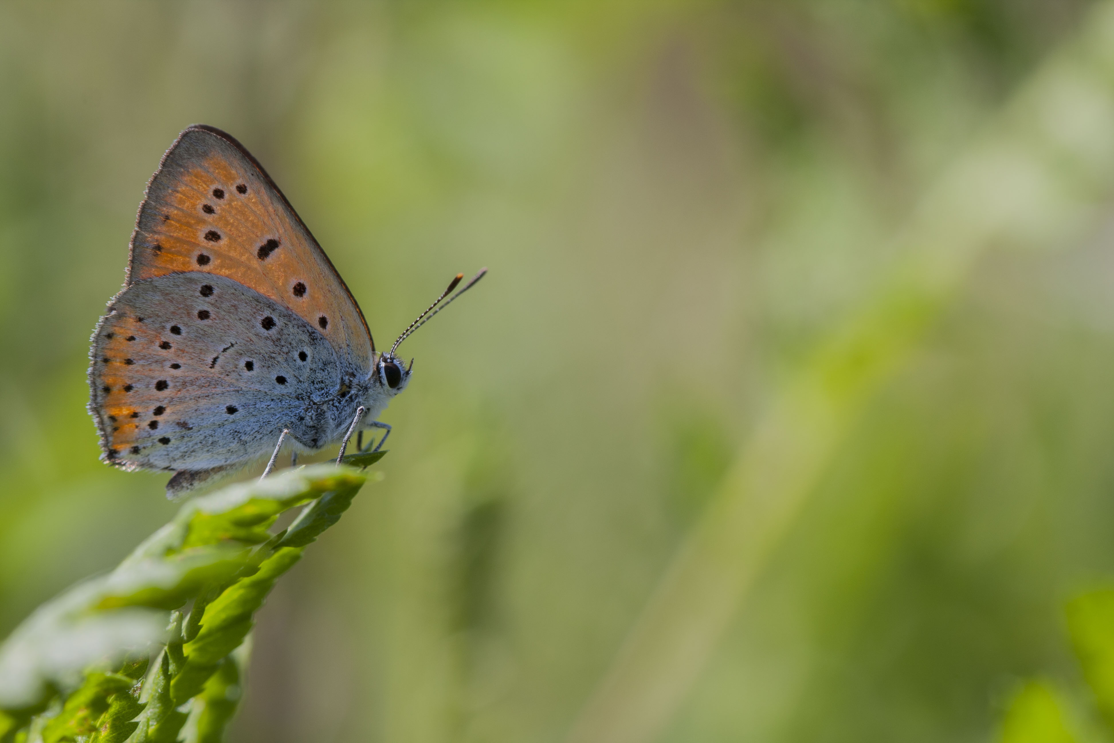 Large copper  - Lycaena dispar