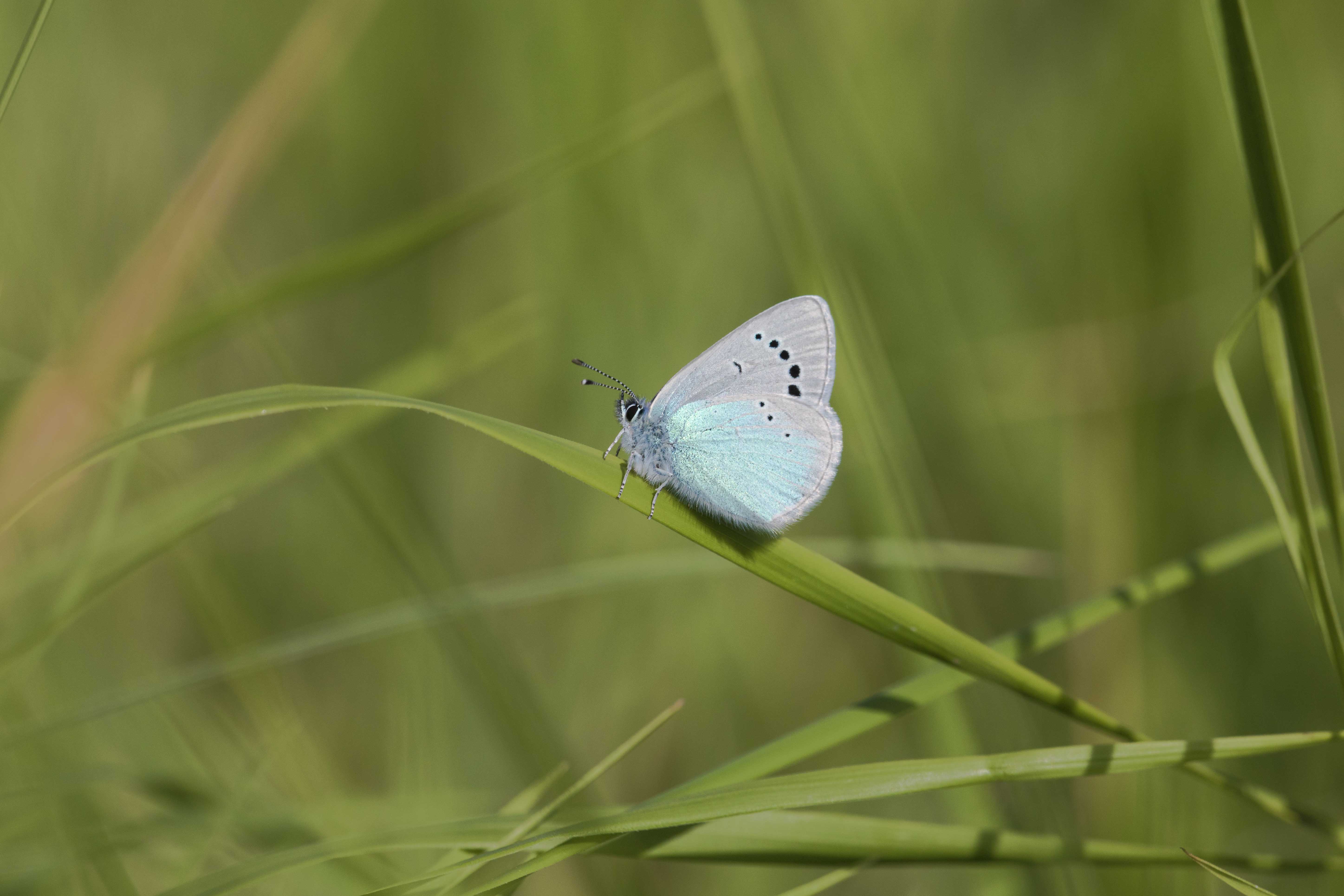 Green underside blue  - Glaucopsyche alexis