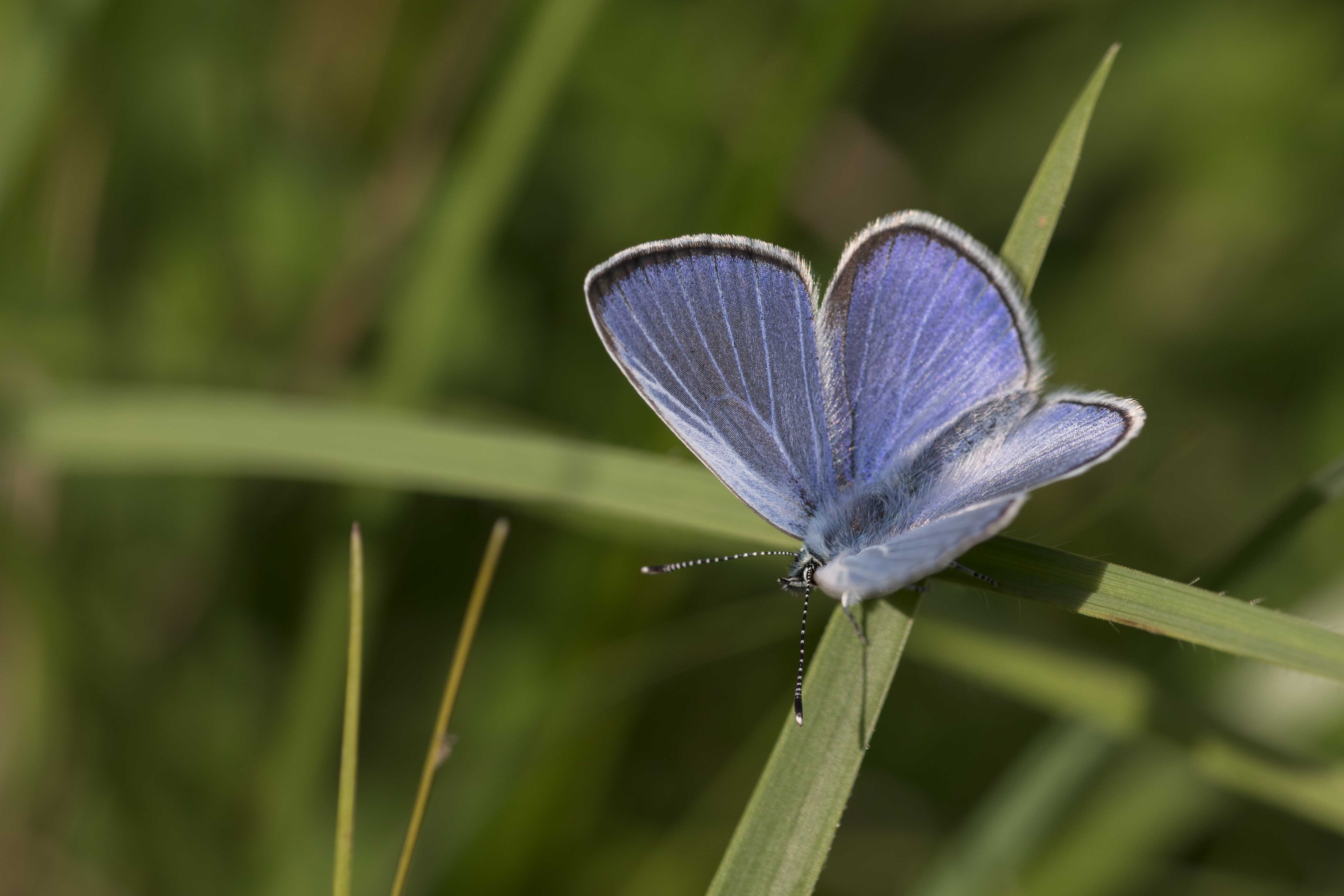 Green underside blue  - Glaucopsyche alexis