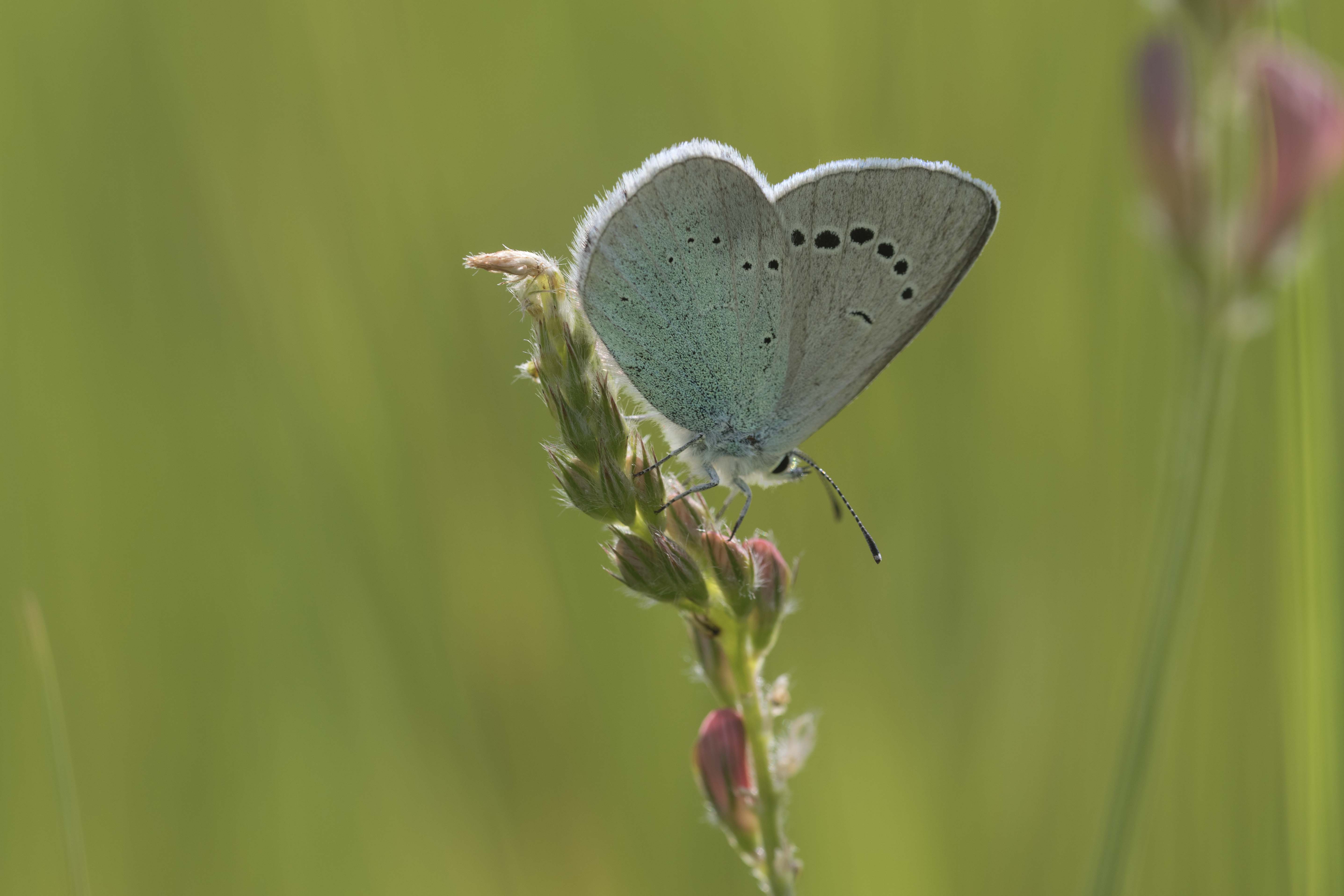 Green underside blue  - Glaucopsyche alexis