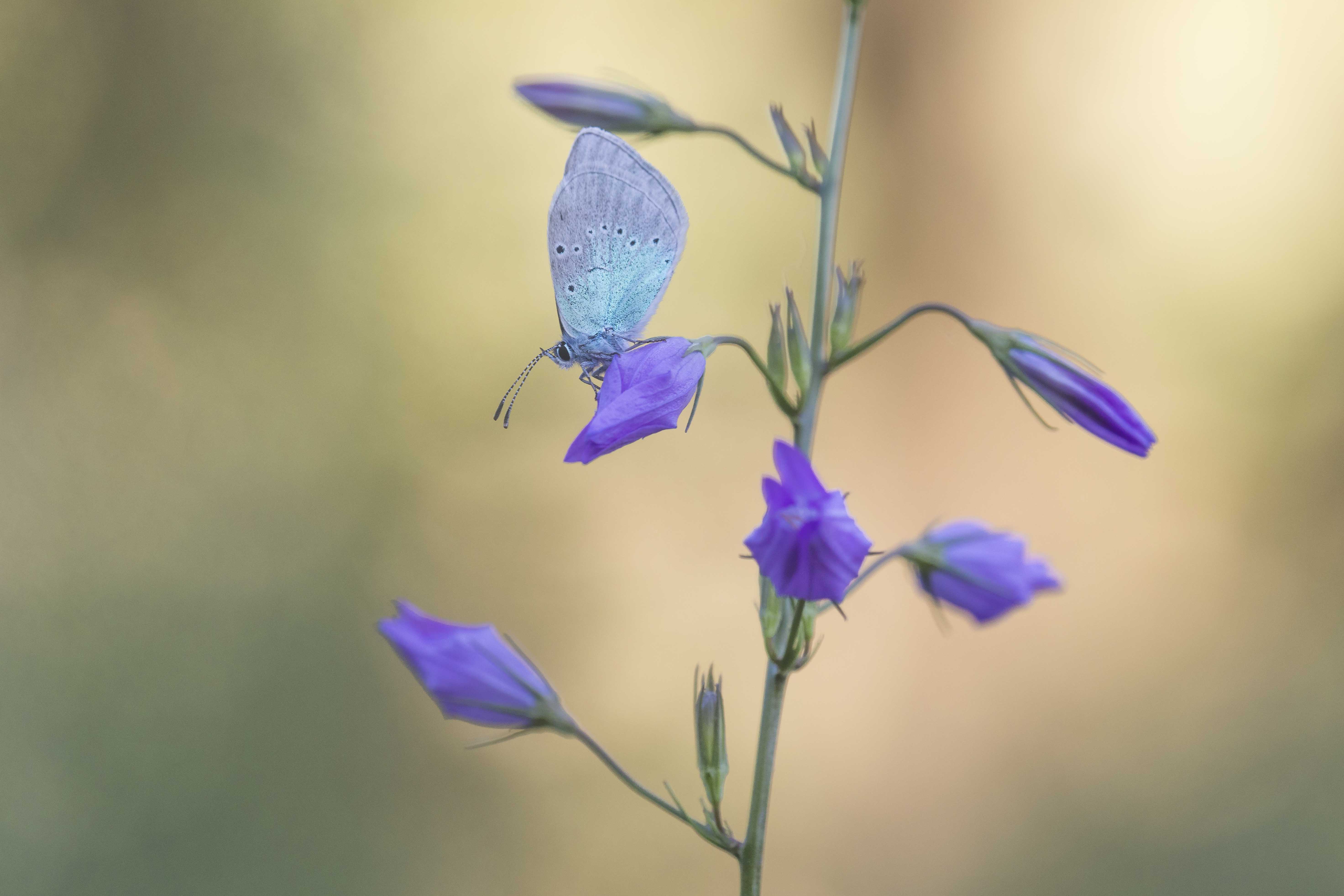 Green underside blue 