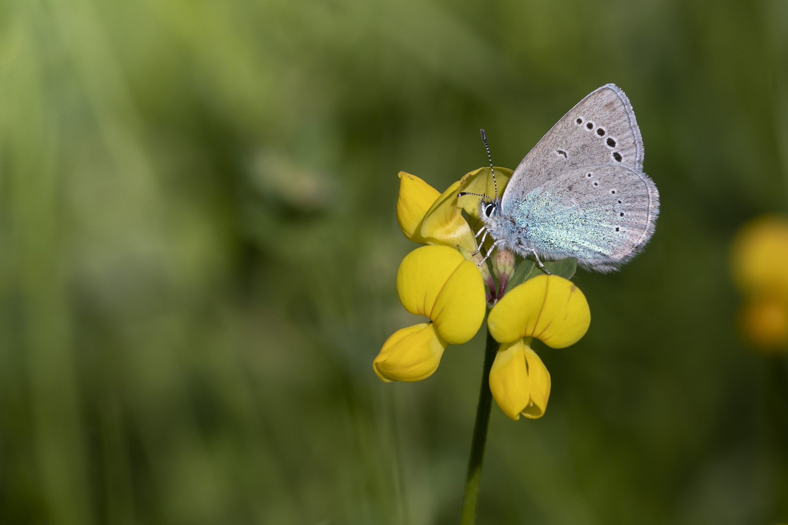 Green underside blue  - Glaucopsyche alexis