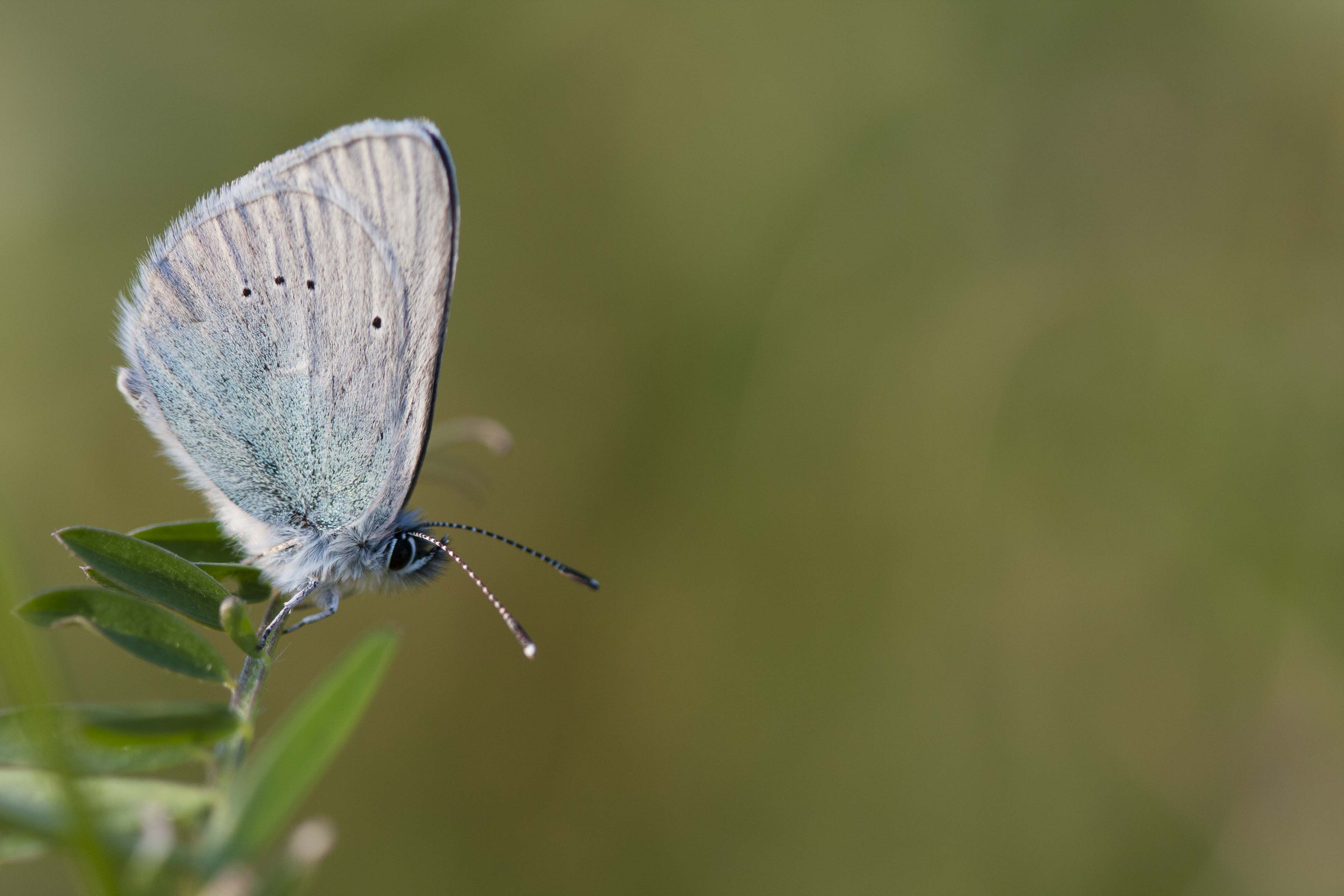 Green underside blue  - Glaucopsyche alexis