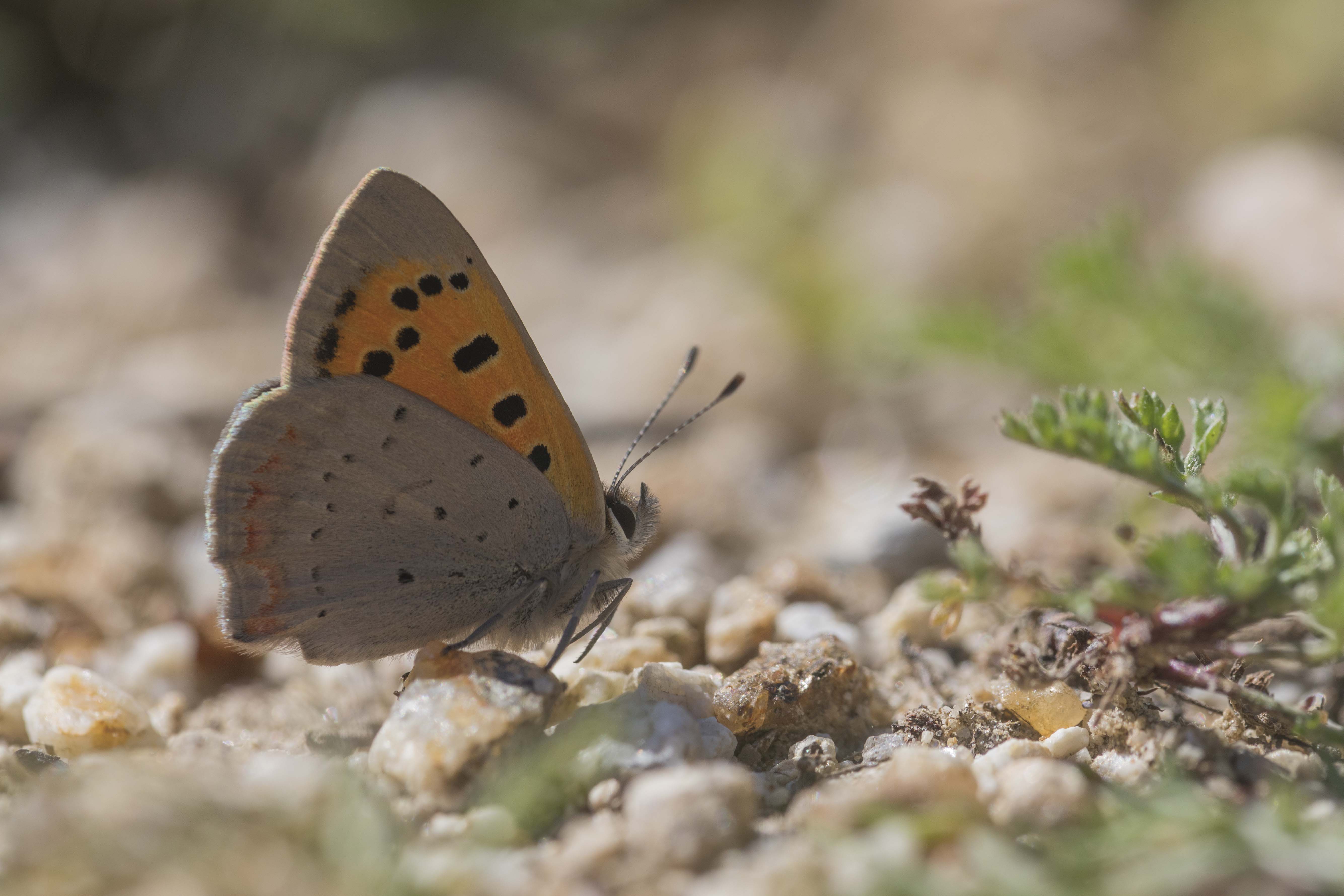 Small copper  - Lycaena phlaeas