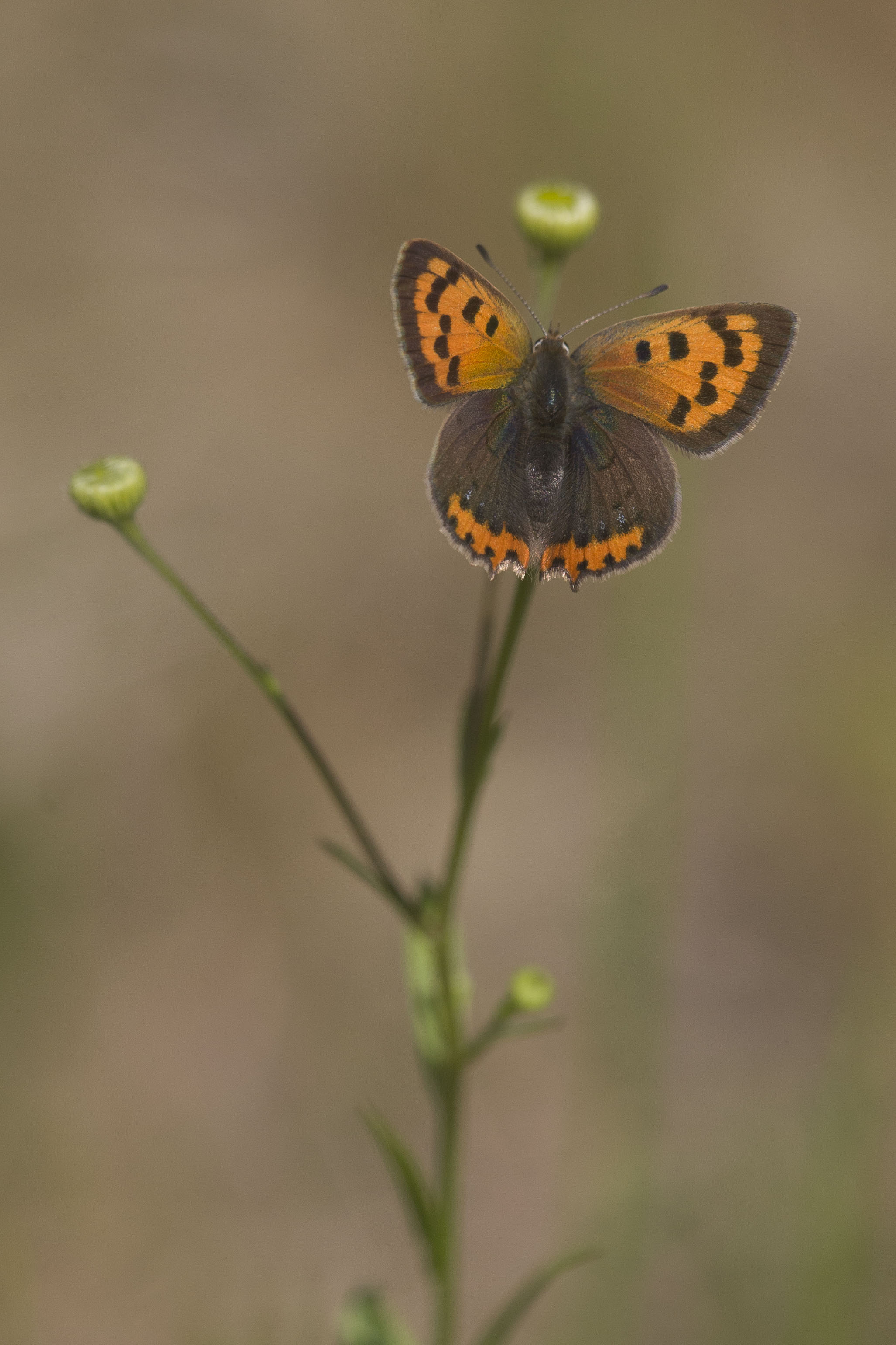 Small copper  - Lycaena phlaeas