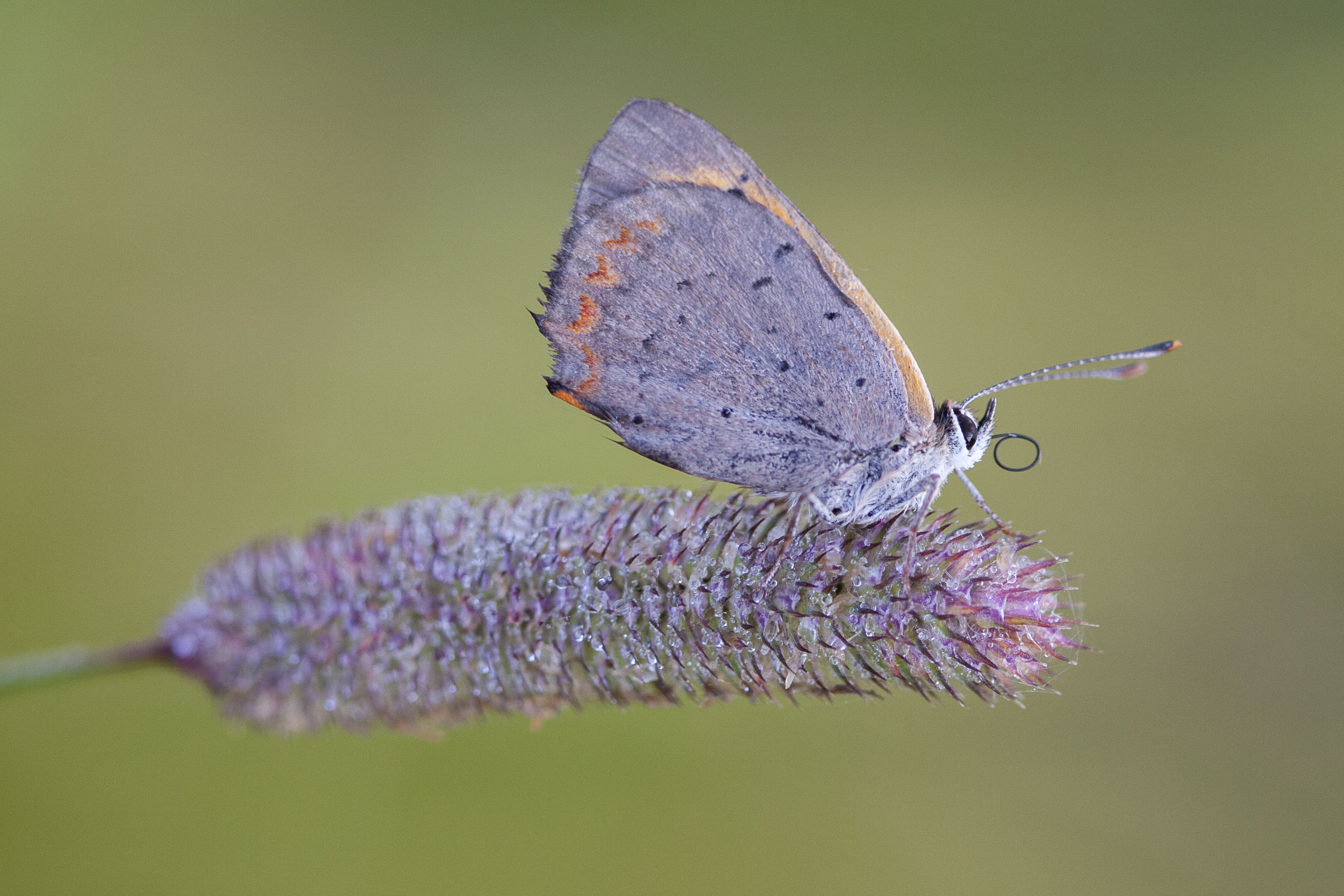 Small copper  - Lycaena phlaeas