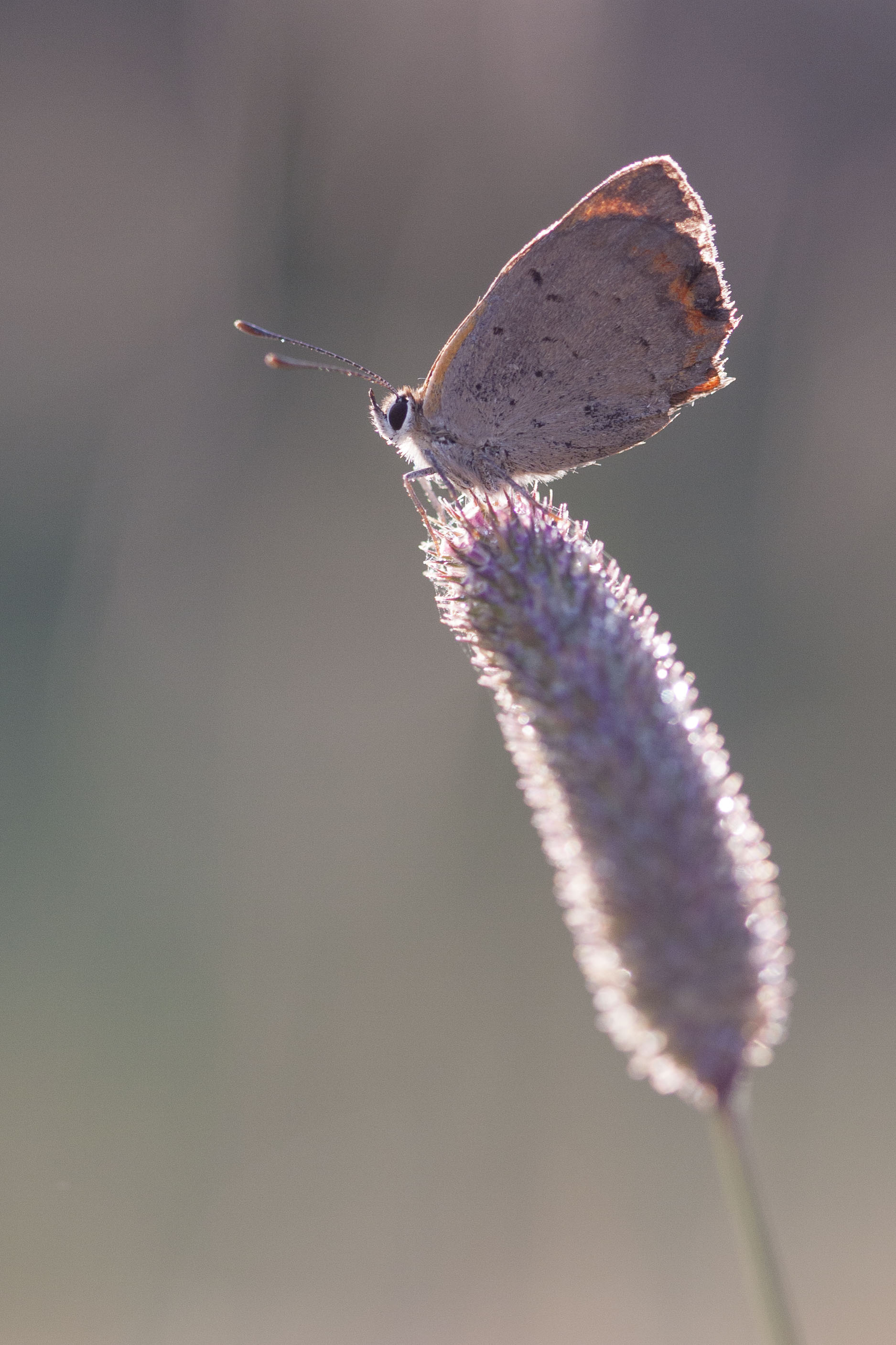 Small copper  - Lycaena phlaeas