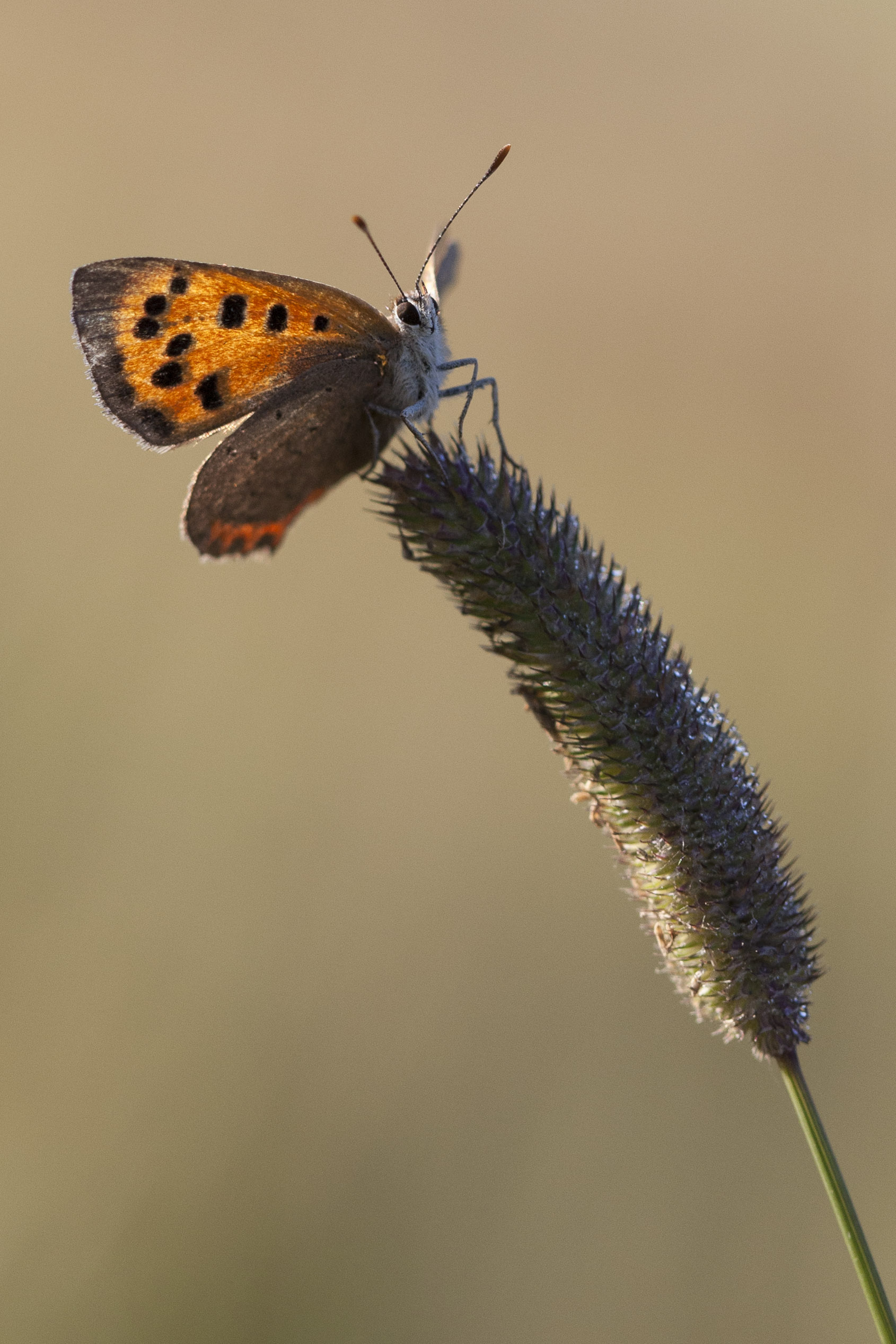 Kleine Vuurvlinder  - Lycaena phlaeas