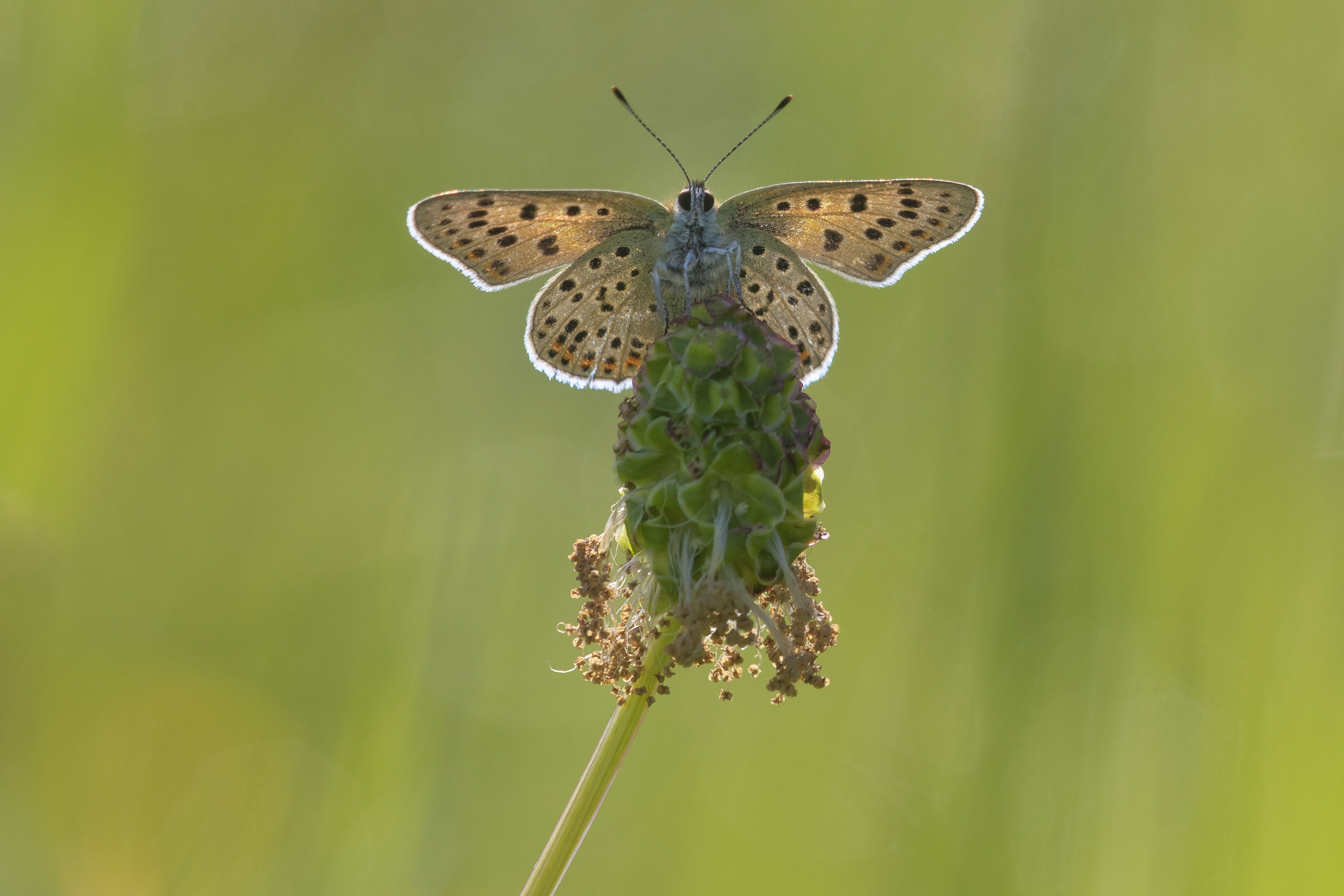 Bruine Vuurvlinder  - Lycaena tityrus