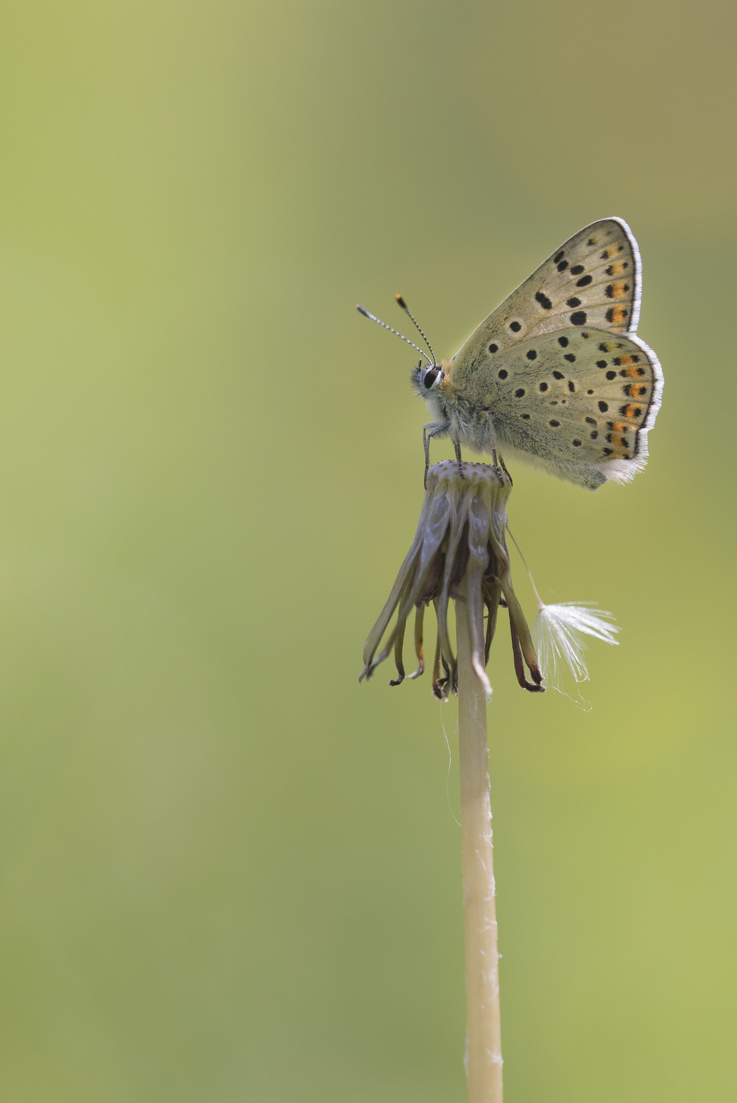 Bruine Vuurvlinder  - Lycaena tityrus