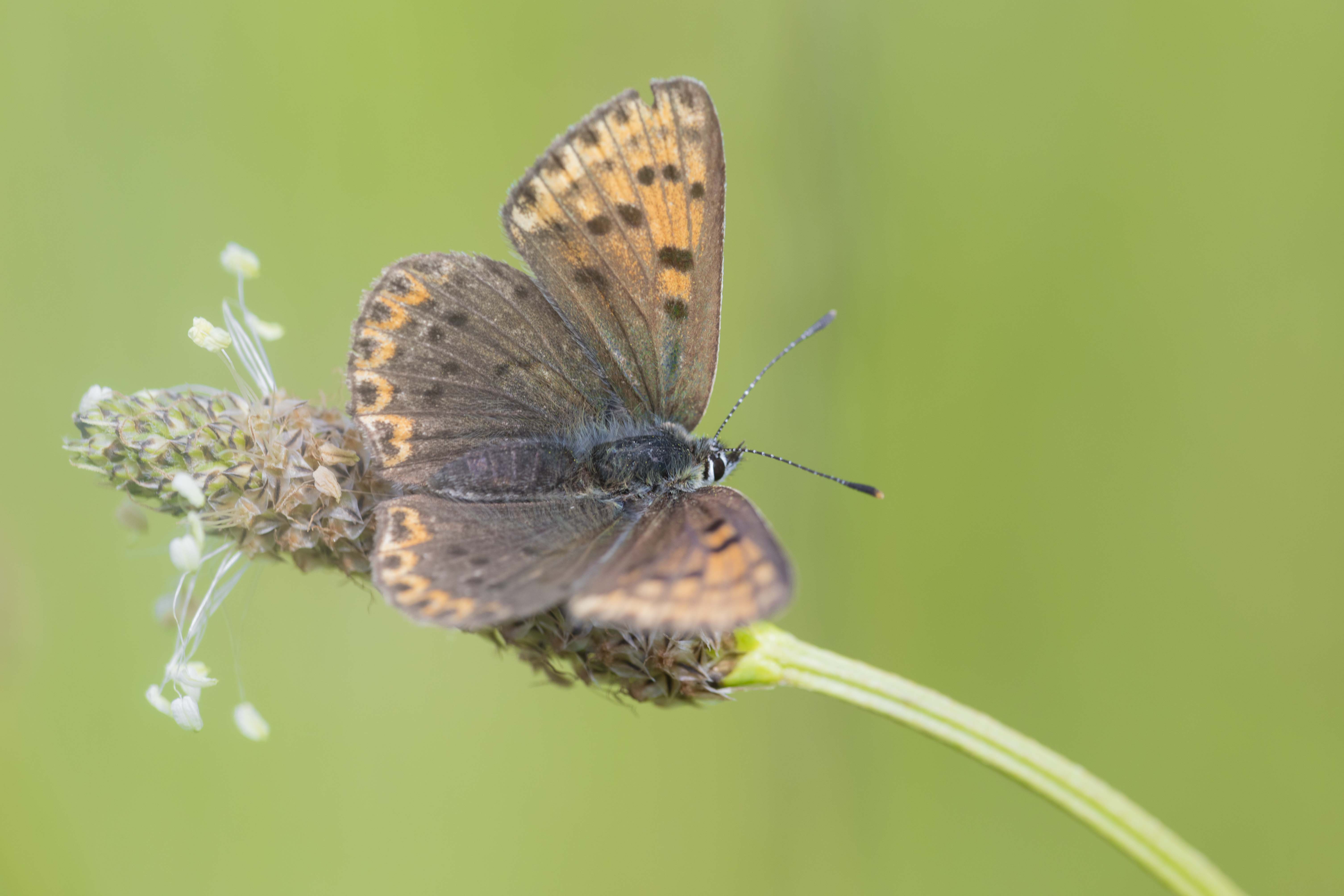 Bruine Vuurvlinder  - Lycaena tityrus