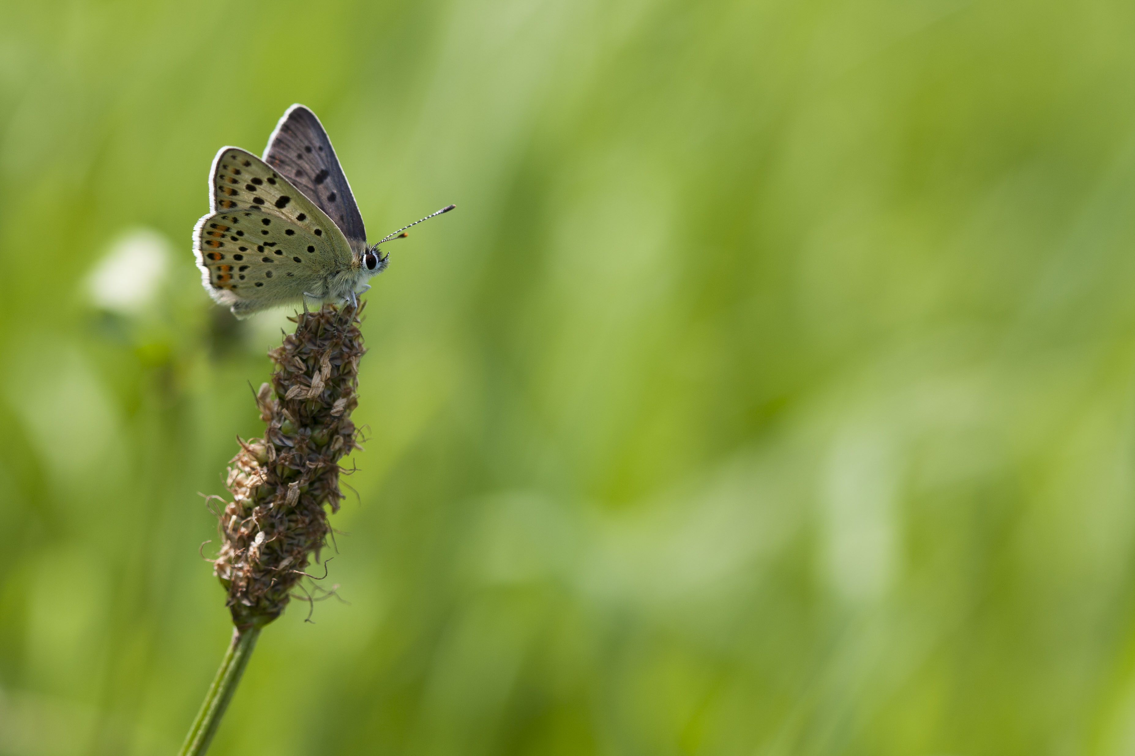 Sooty copper  - Lycaena tityrus