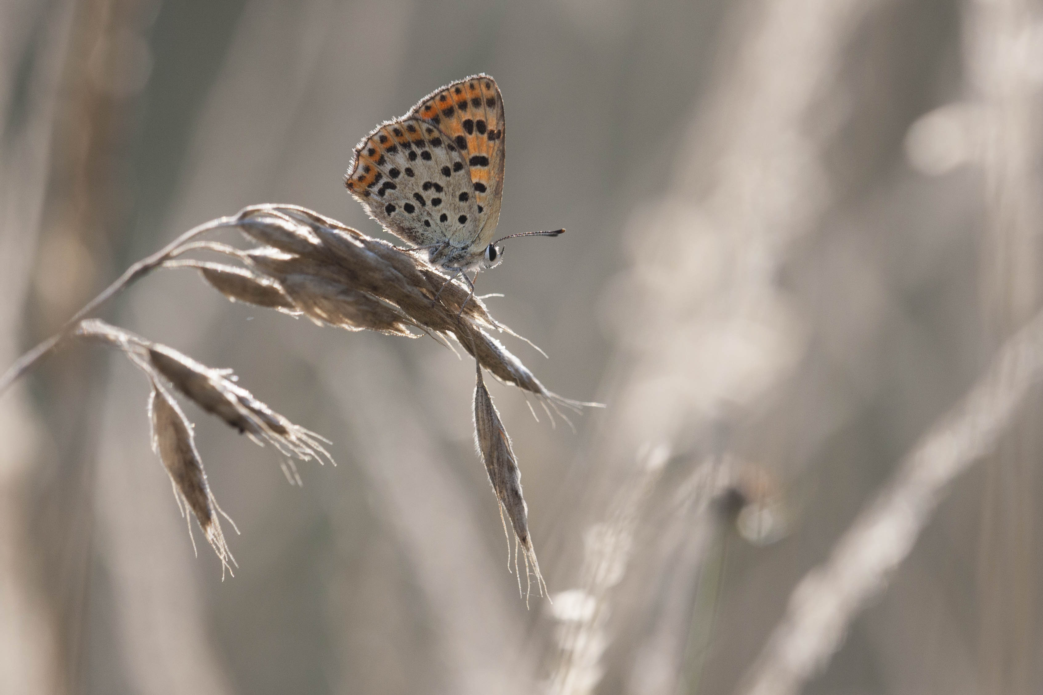 Sooty copper  - Lycaena tityrus