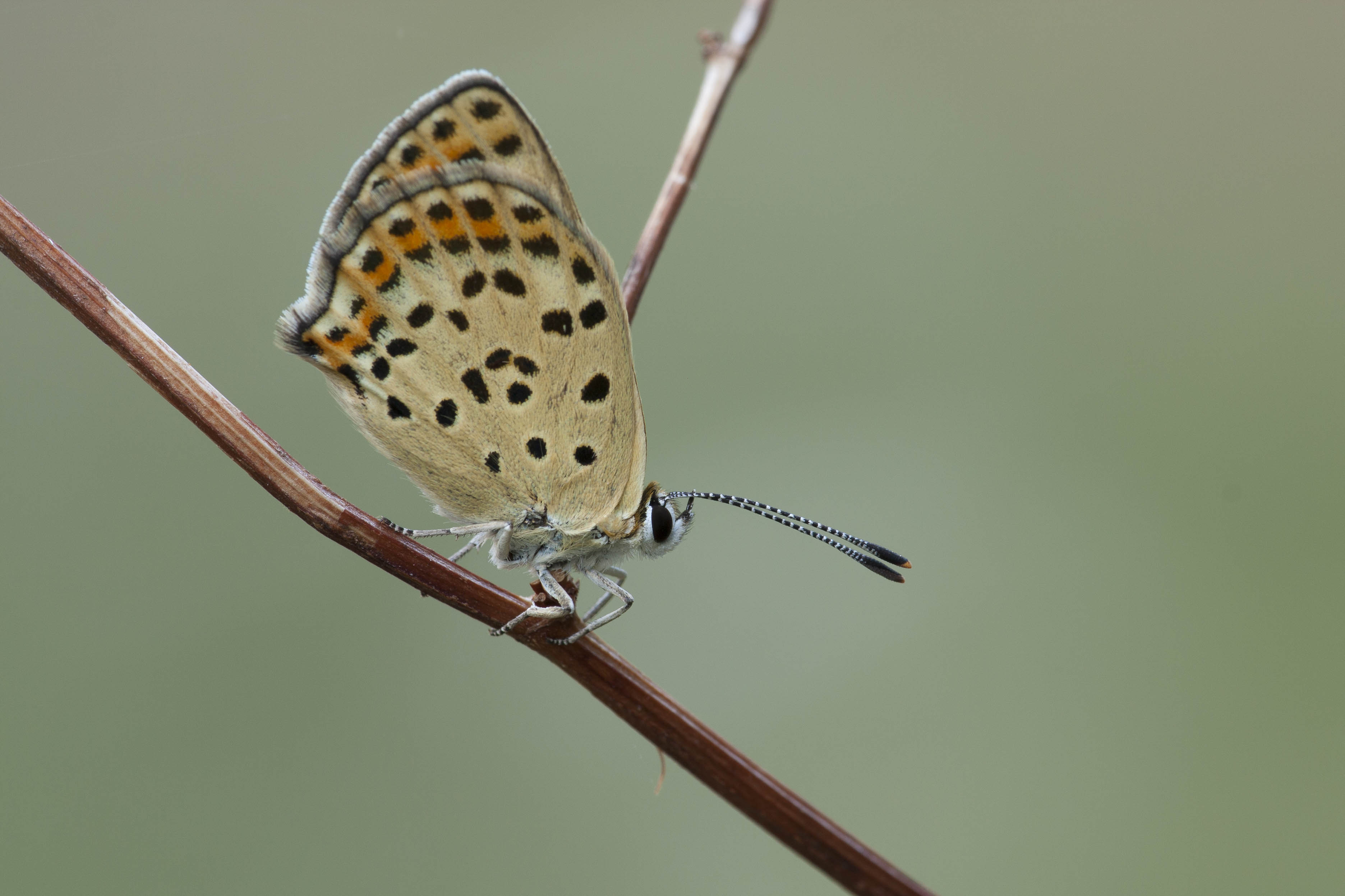 Bruine Vuurvlinder  - Lycaena tityrus