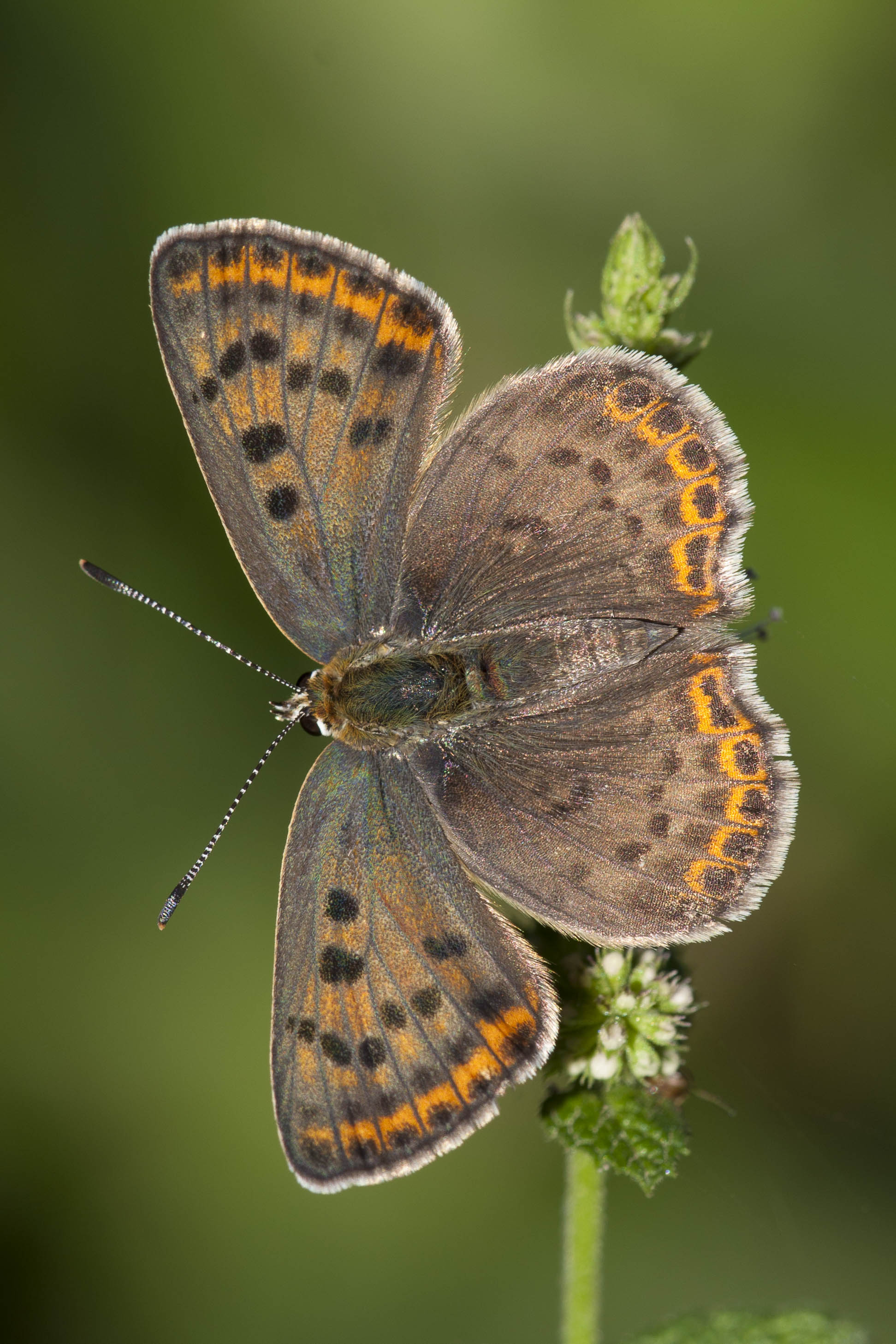 Bruine Vuurvlinder  - Lycaena tityrus