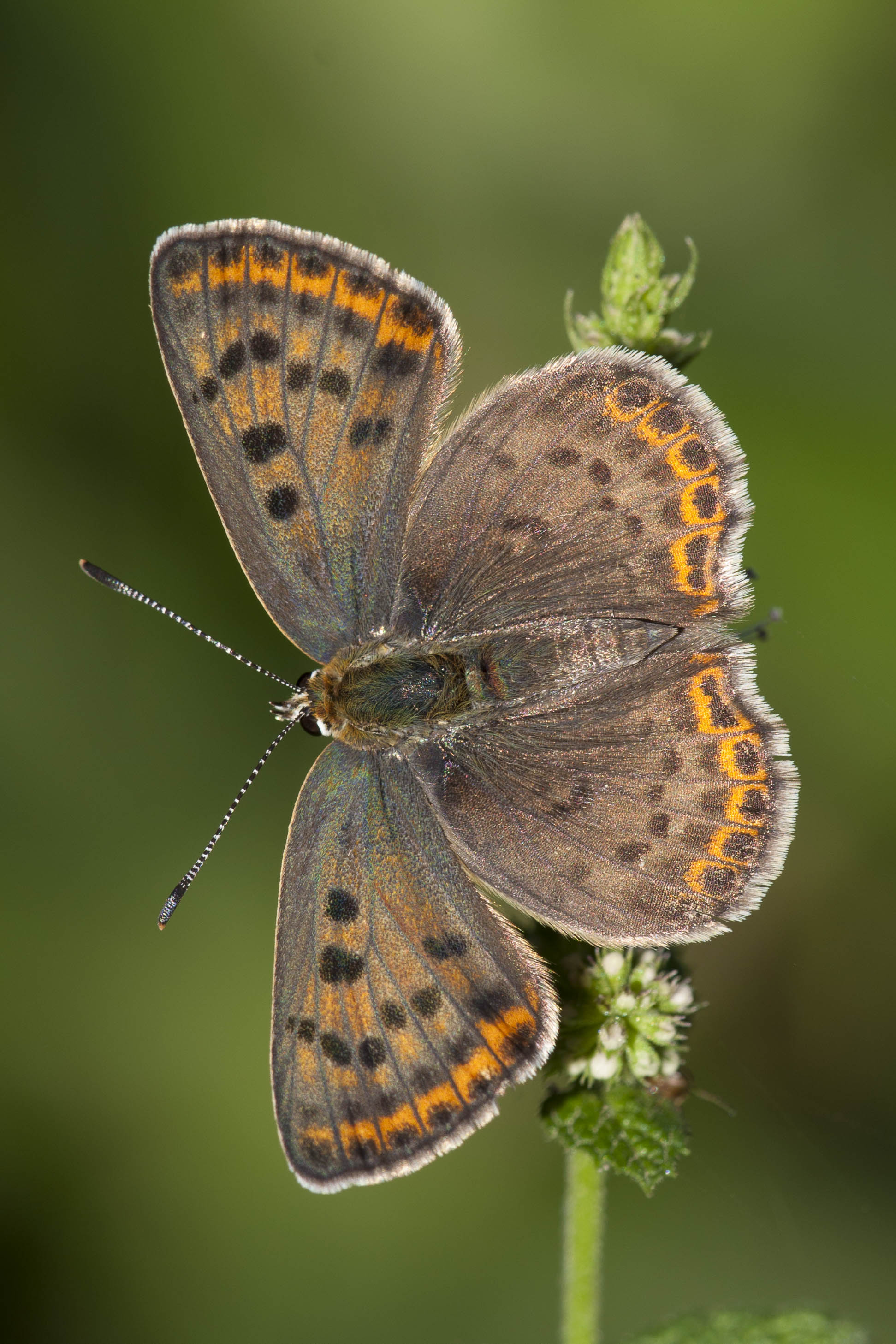 Sooty copper  - Lycaena tityrus