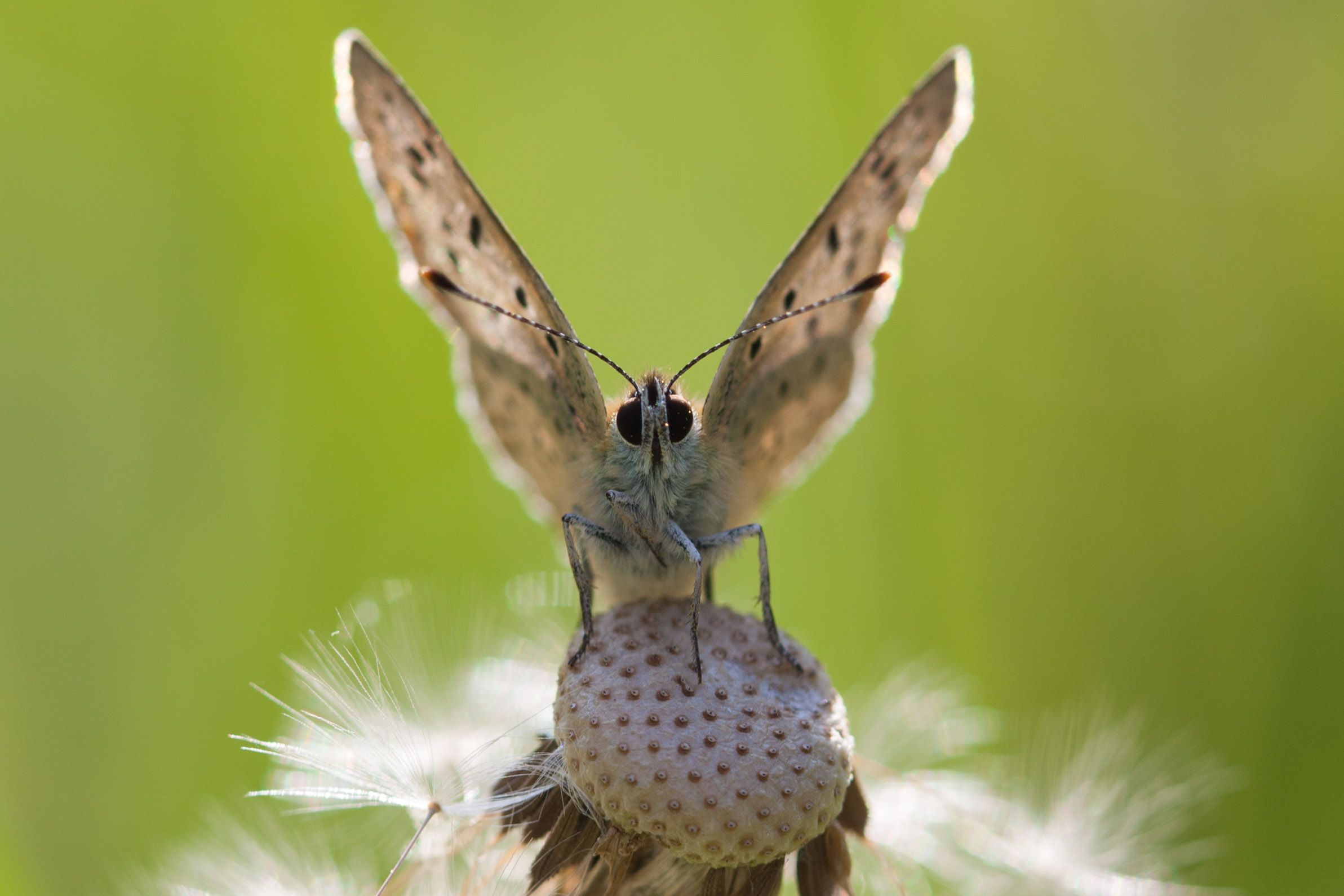 Bruine Vuurvlinder  - Lycaena tityrus