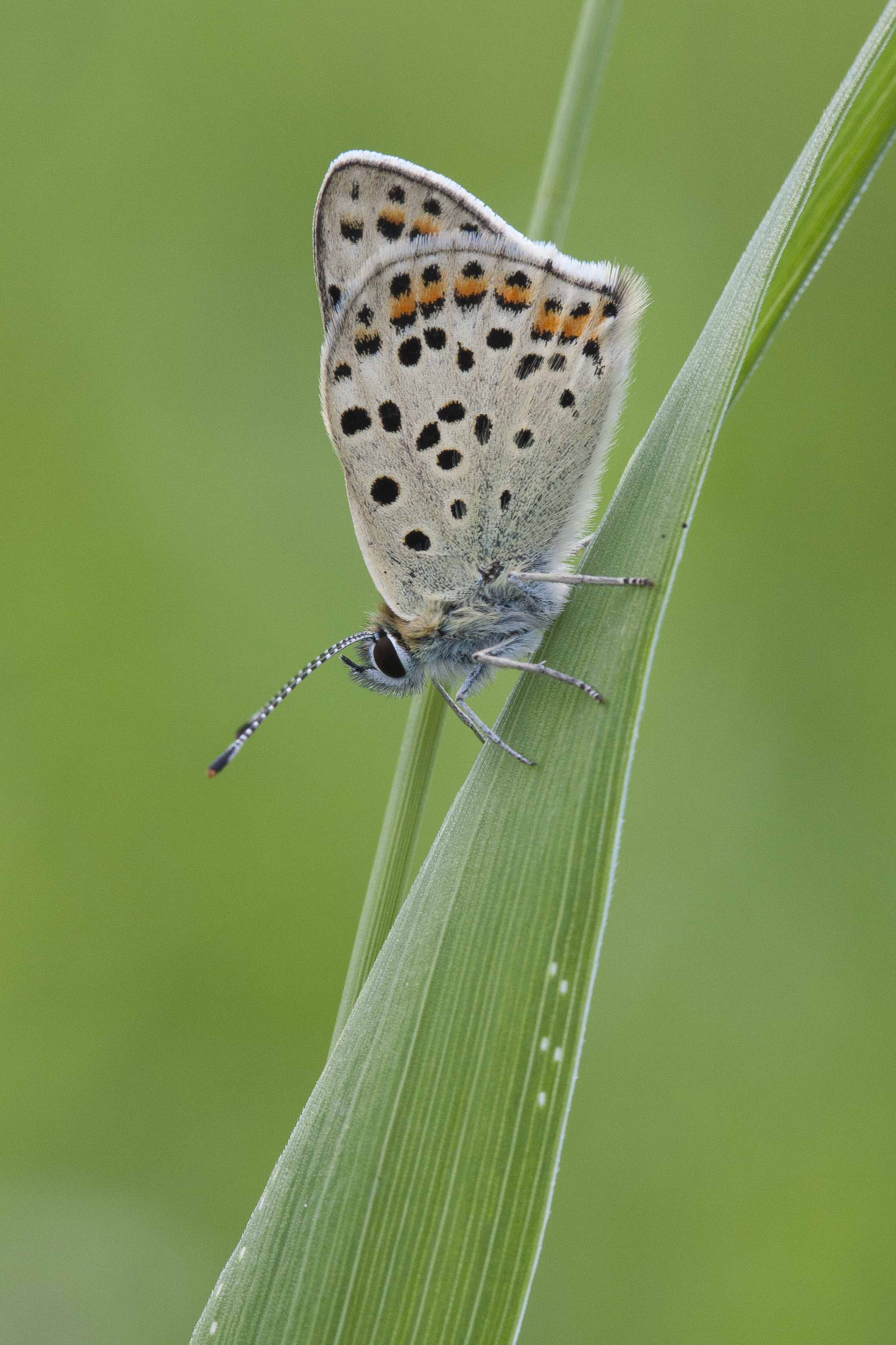 Sooty copper  - Lycaena tityrus