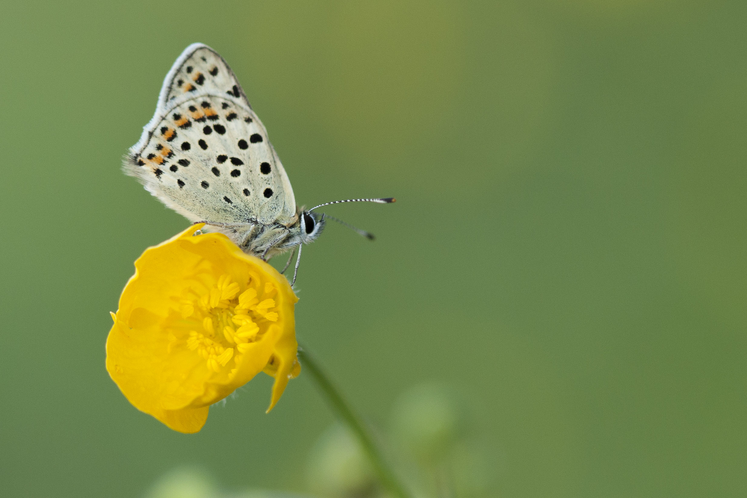 Bruine Vuurvlinder  - Lycaena tityrus