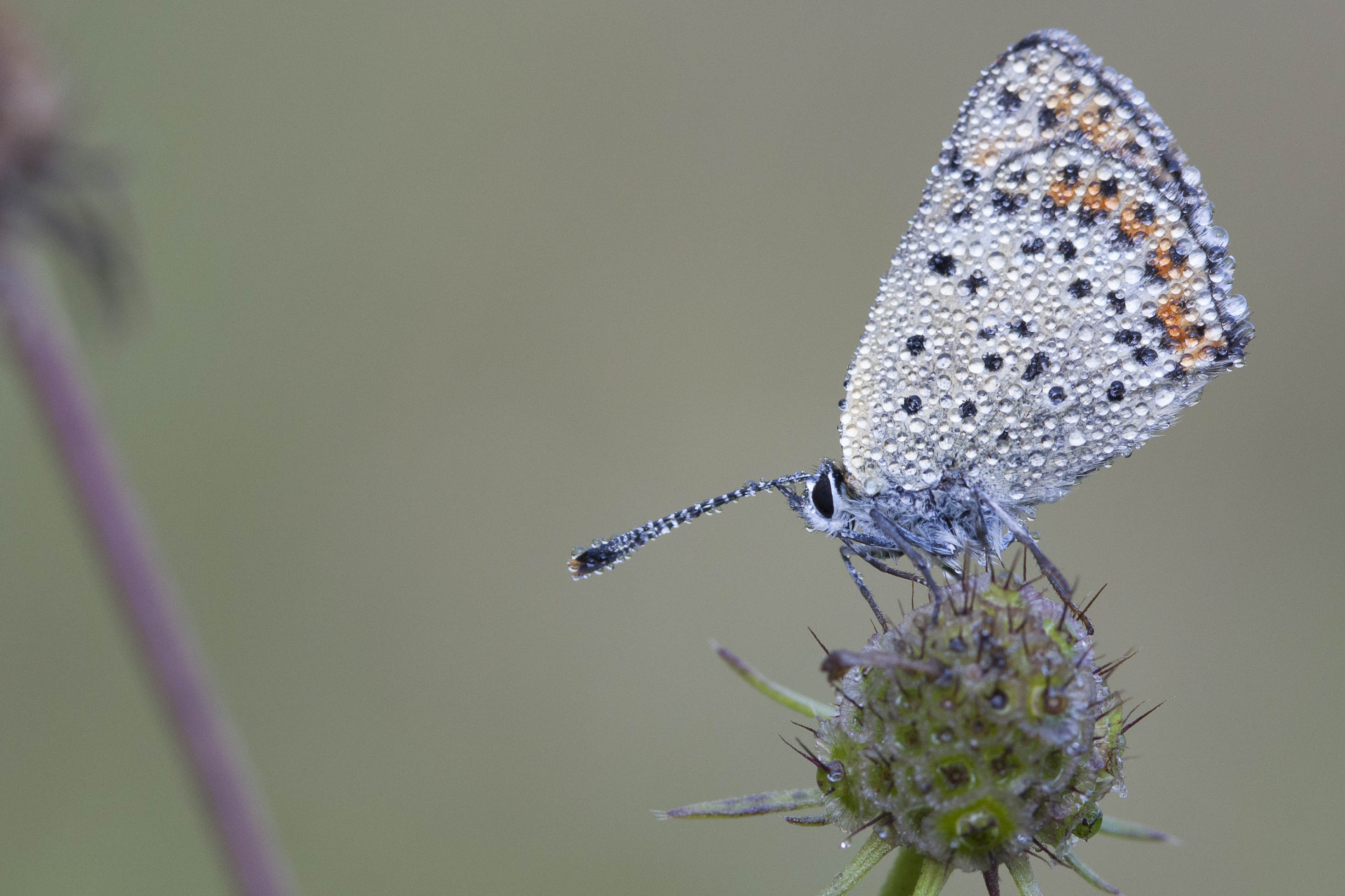 Sooty copper  - Lycaena tityrus