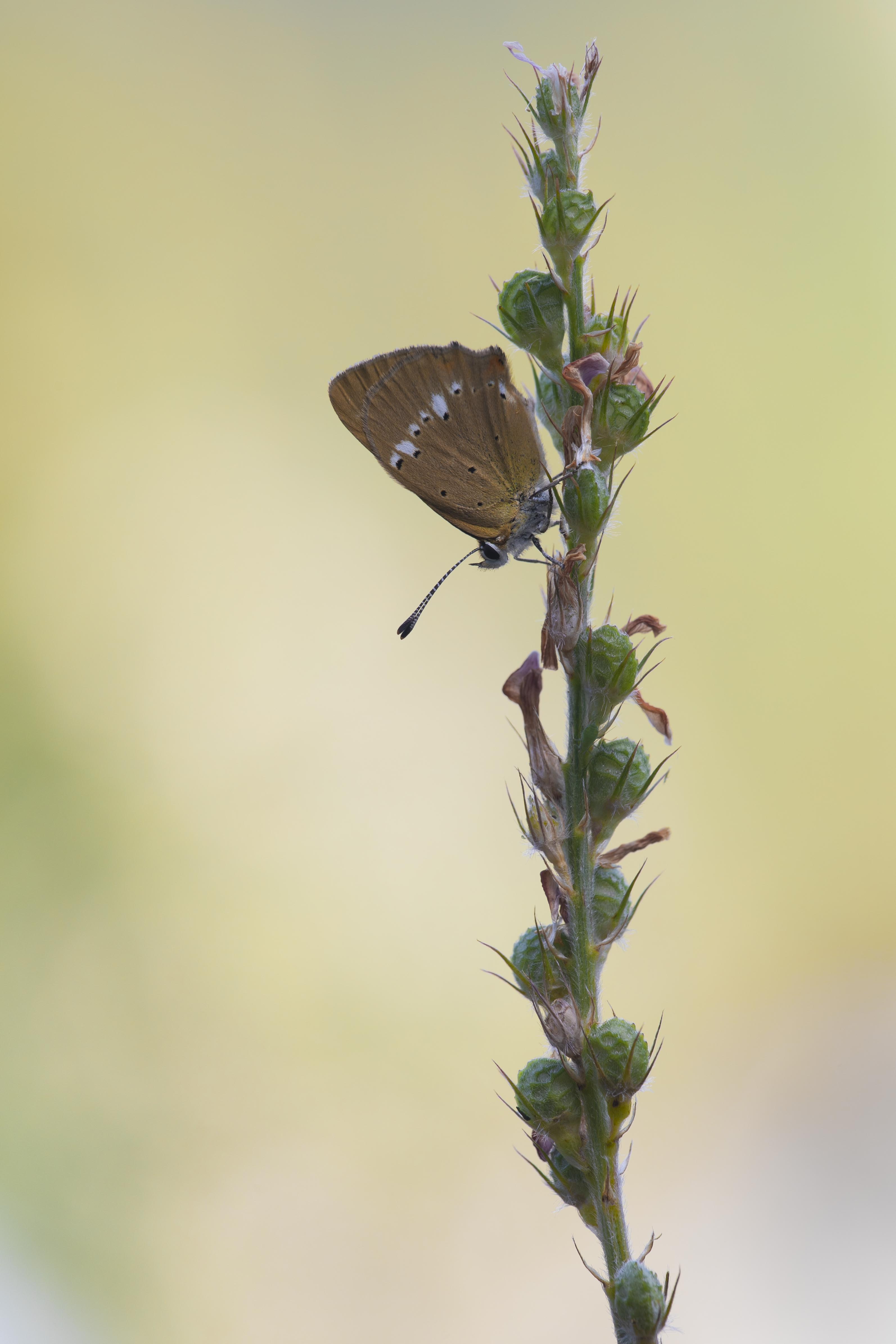 Scarce copper 