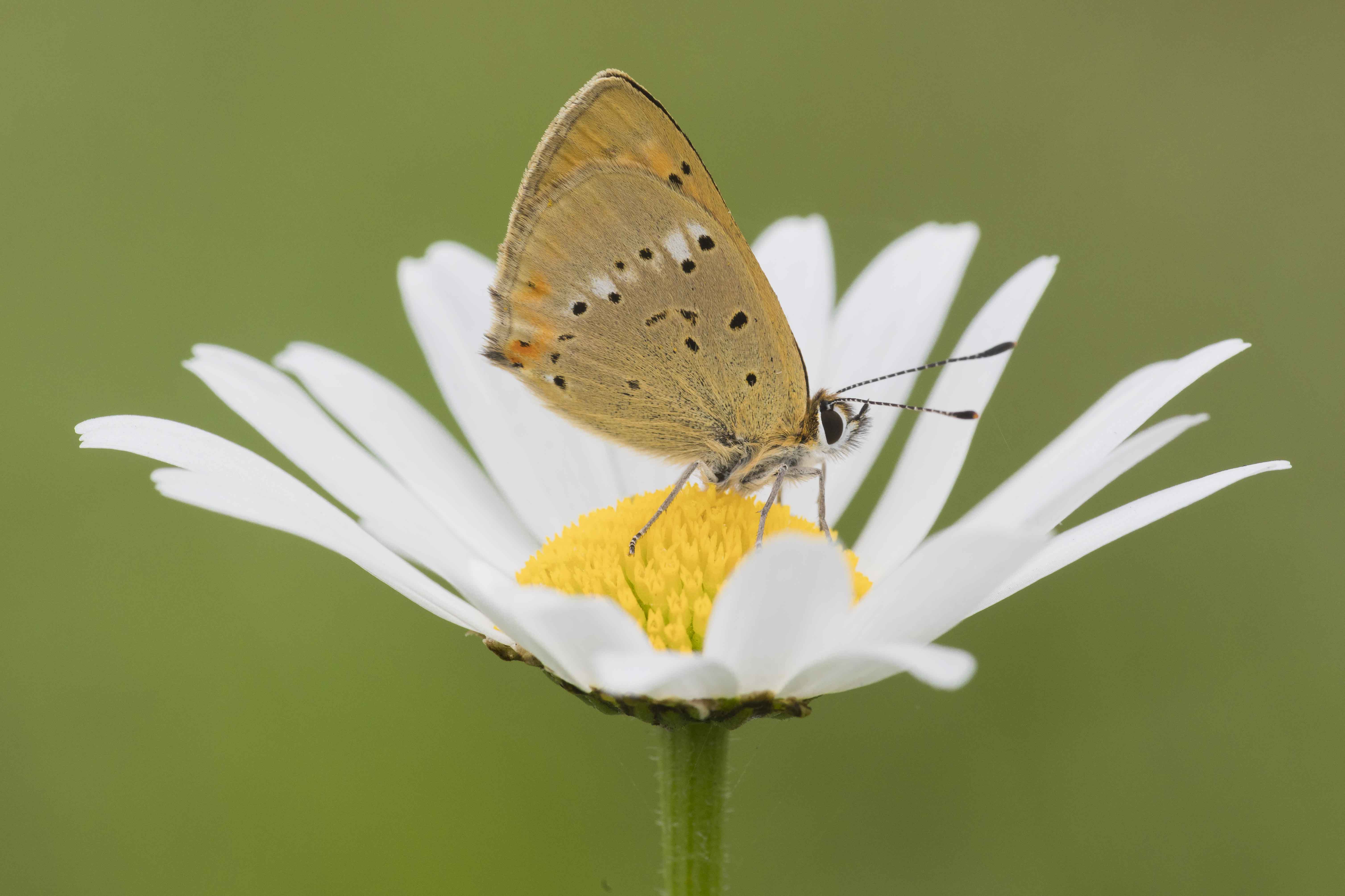 Scarce copper  - Lycaena virgaureae