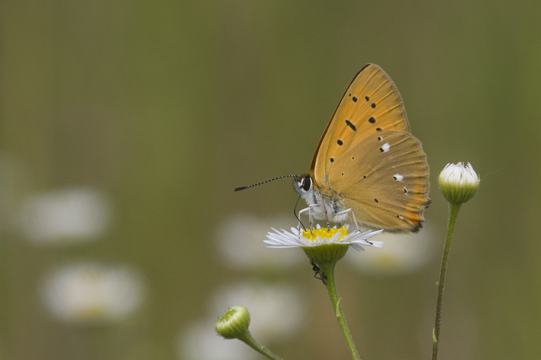 Morgenrood  - Lycaena virgaureae