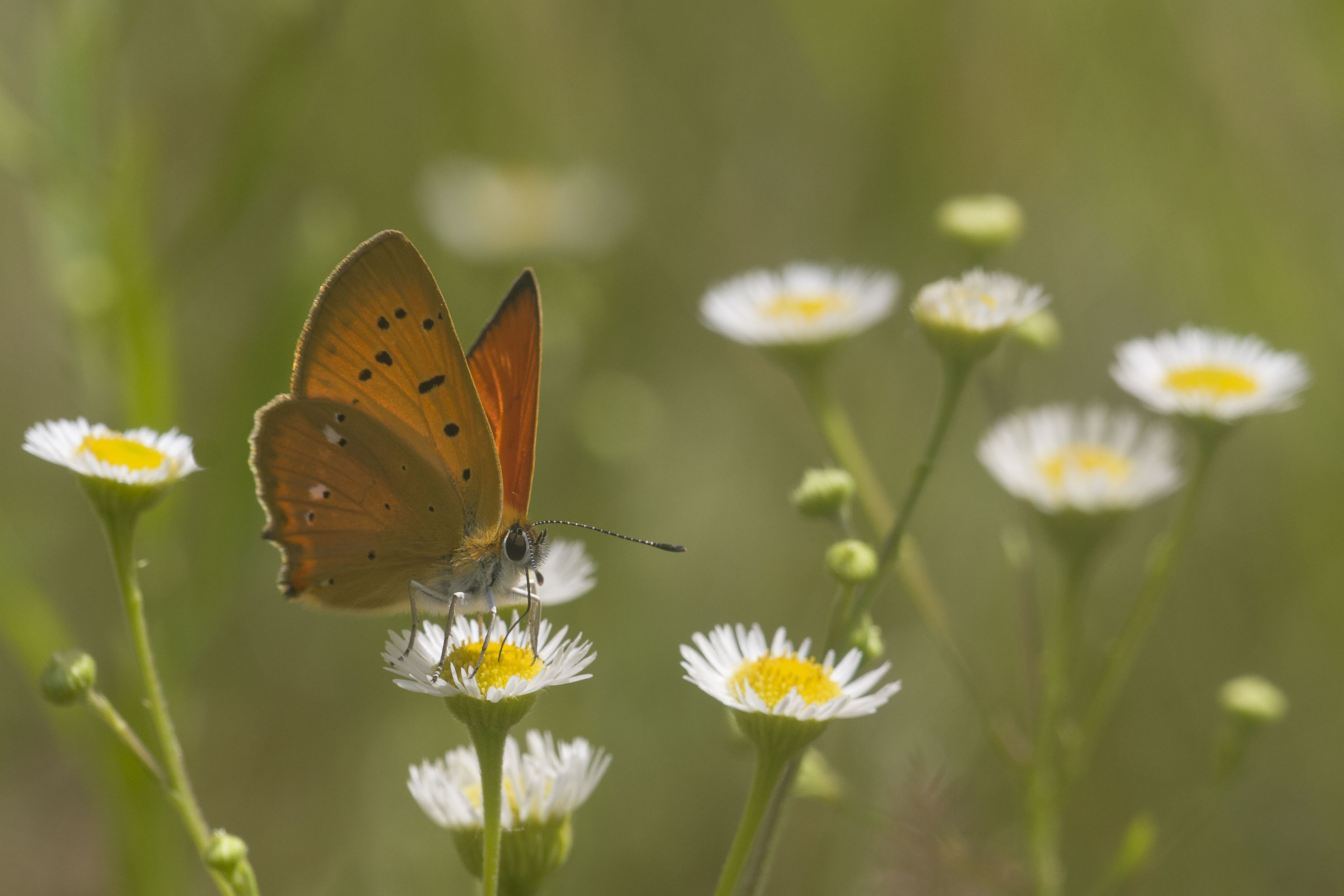 Morgenrood  - Lycaena virgaureae