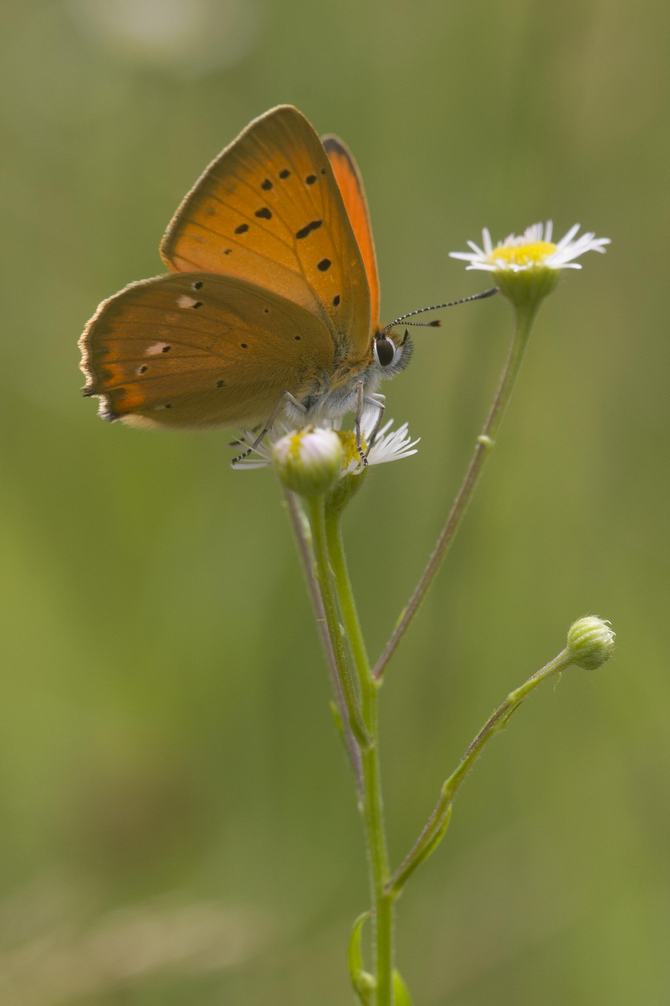 Morgenrood  - Lycaena virgaureae