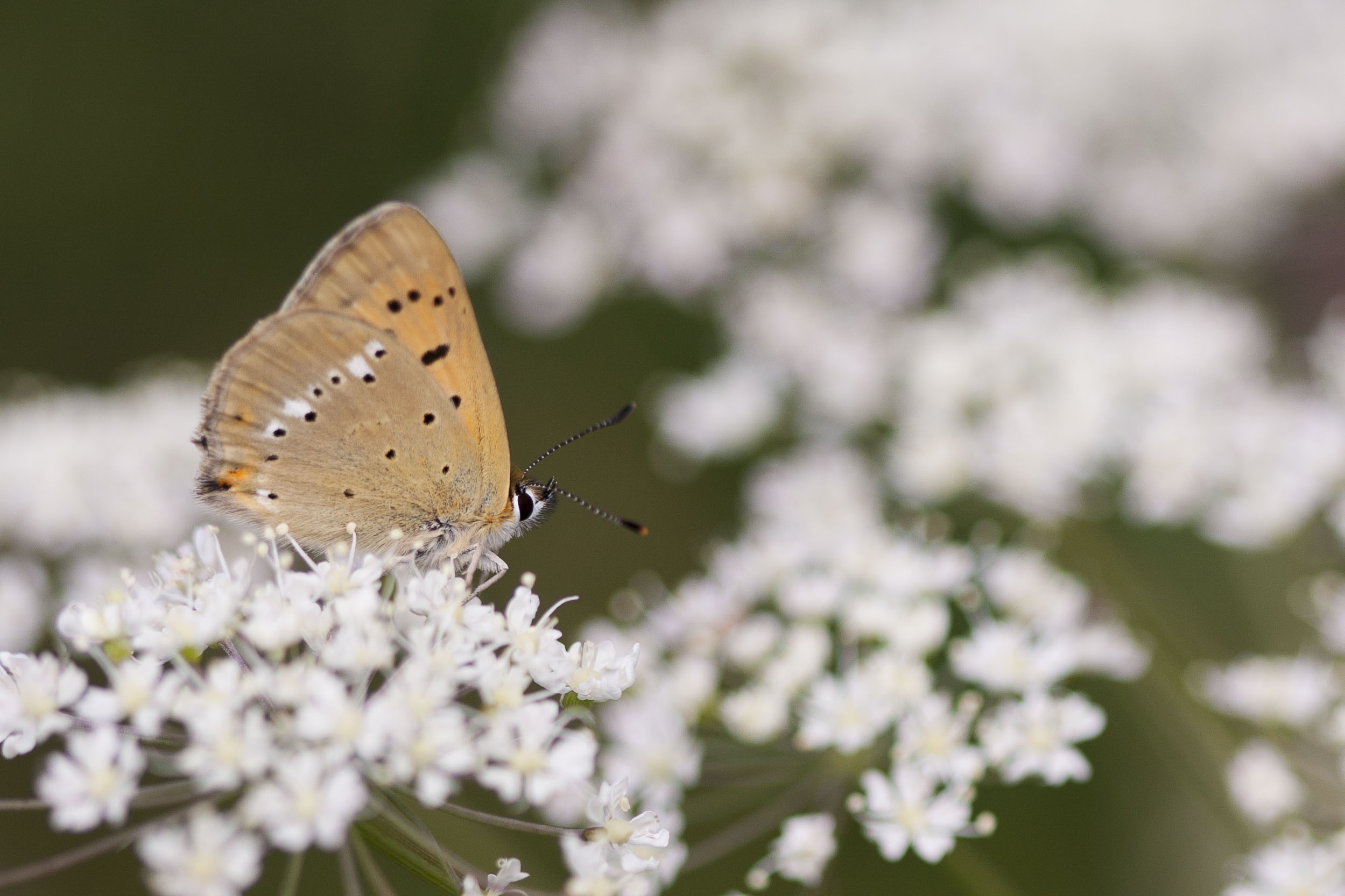 Scarce copper  - Lycaena virgaureae