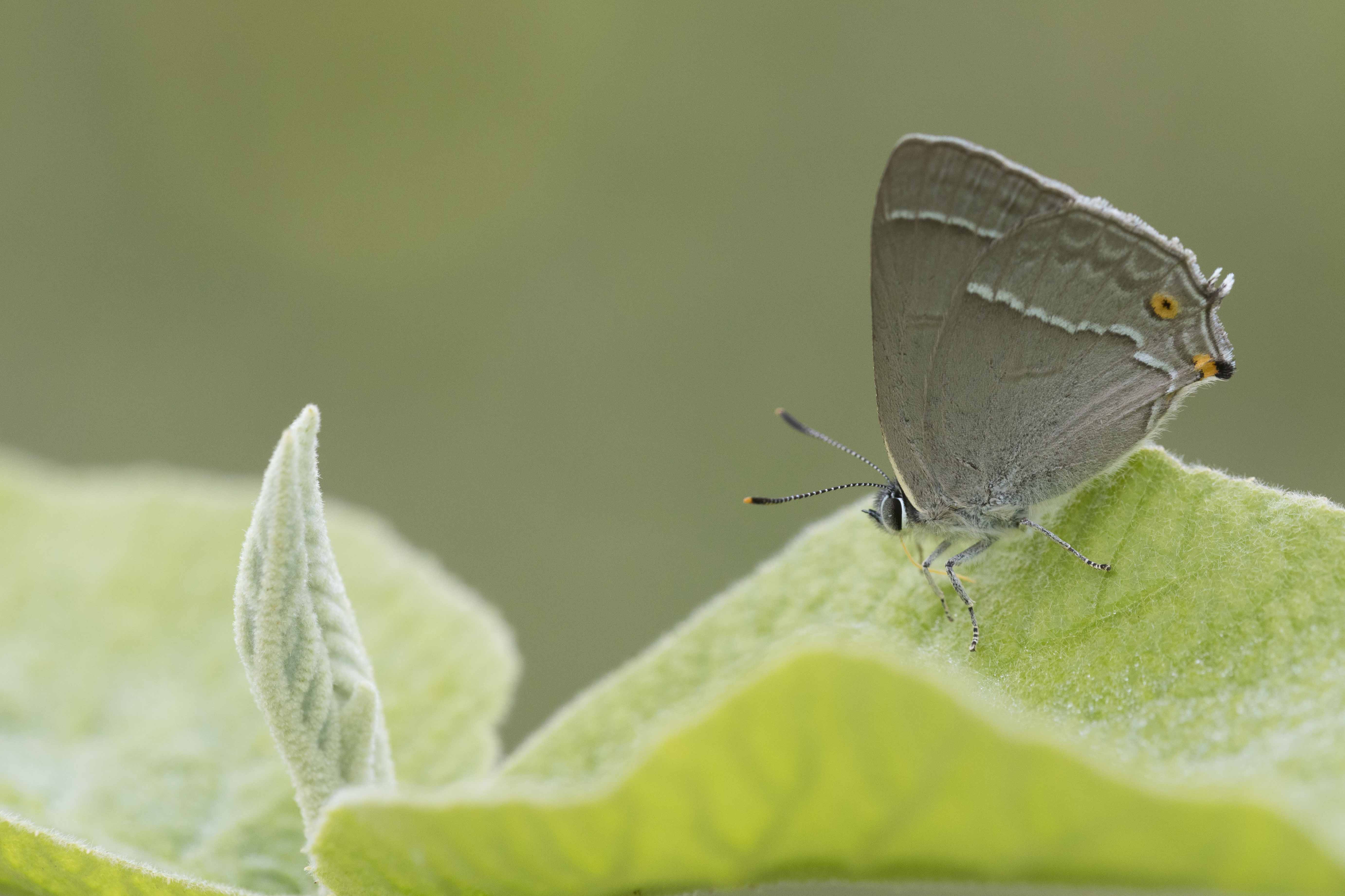 Purple hairstreak 