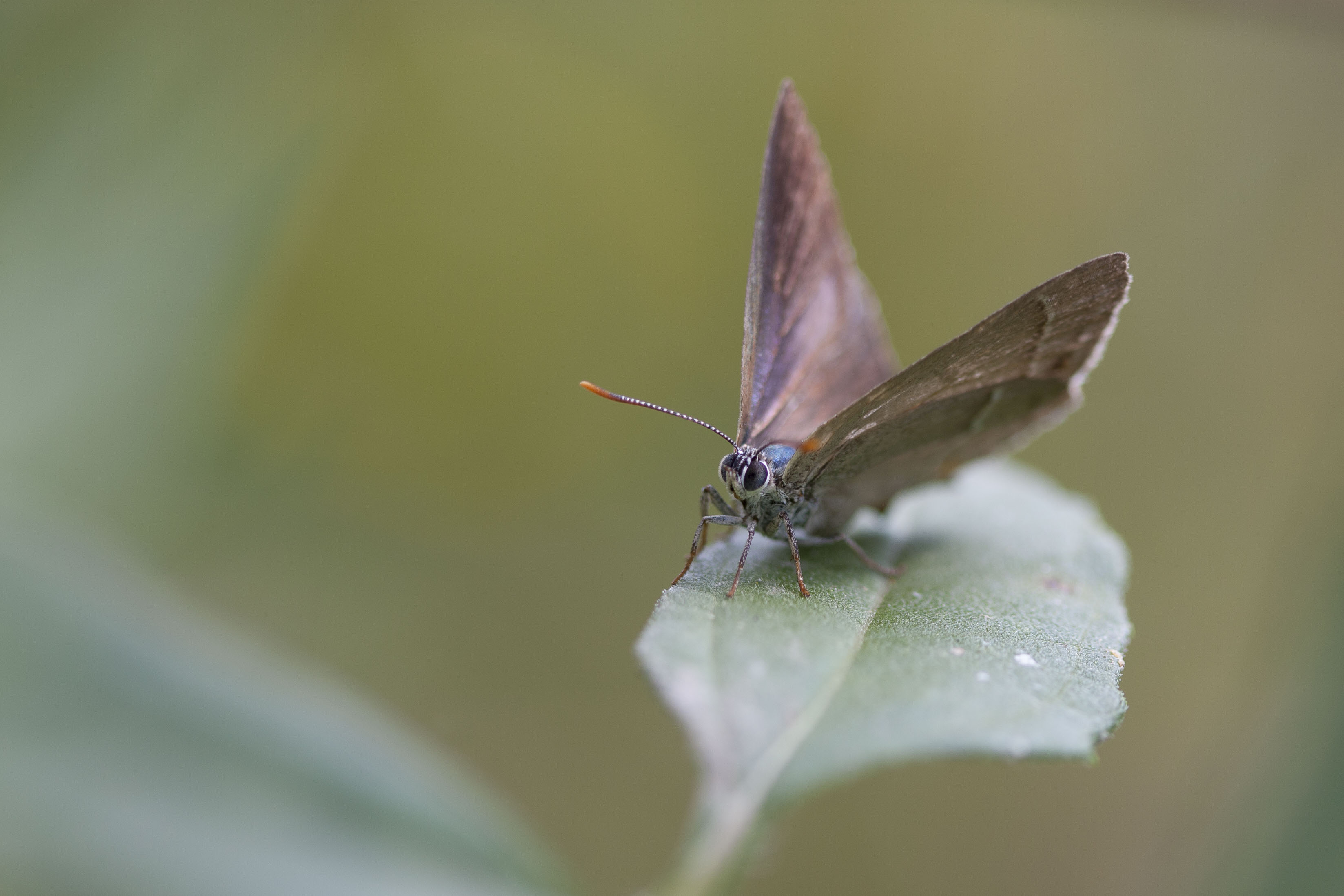 Purple hairstreak  - Favonius quercus