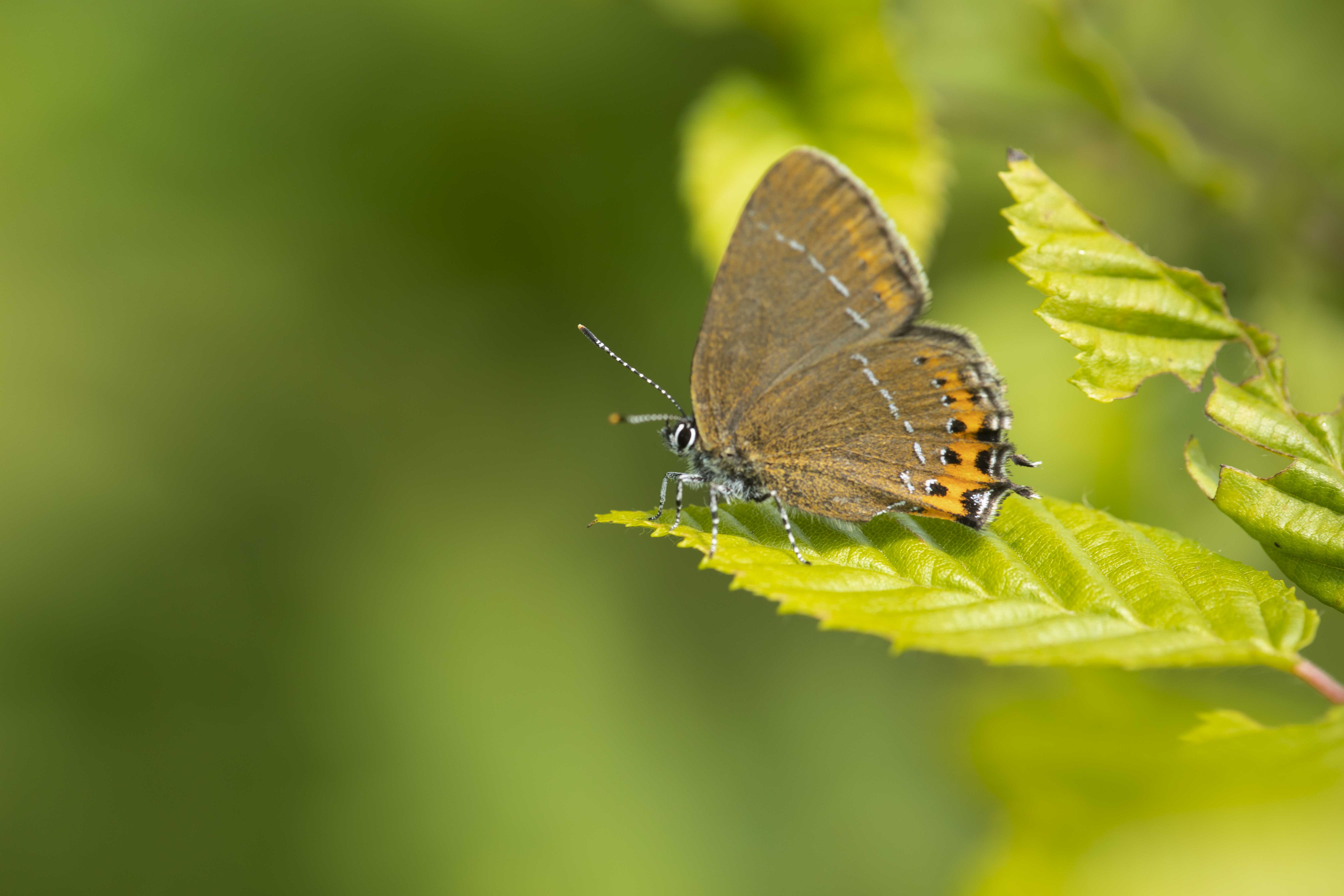 Black hairstreak  - Satyrium pruni