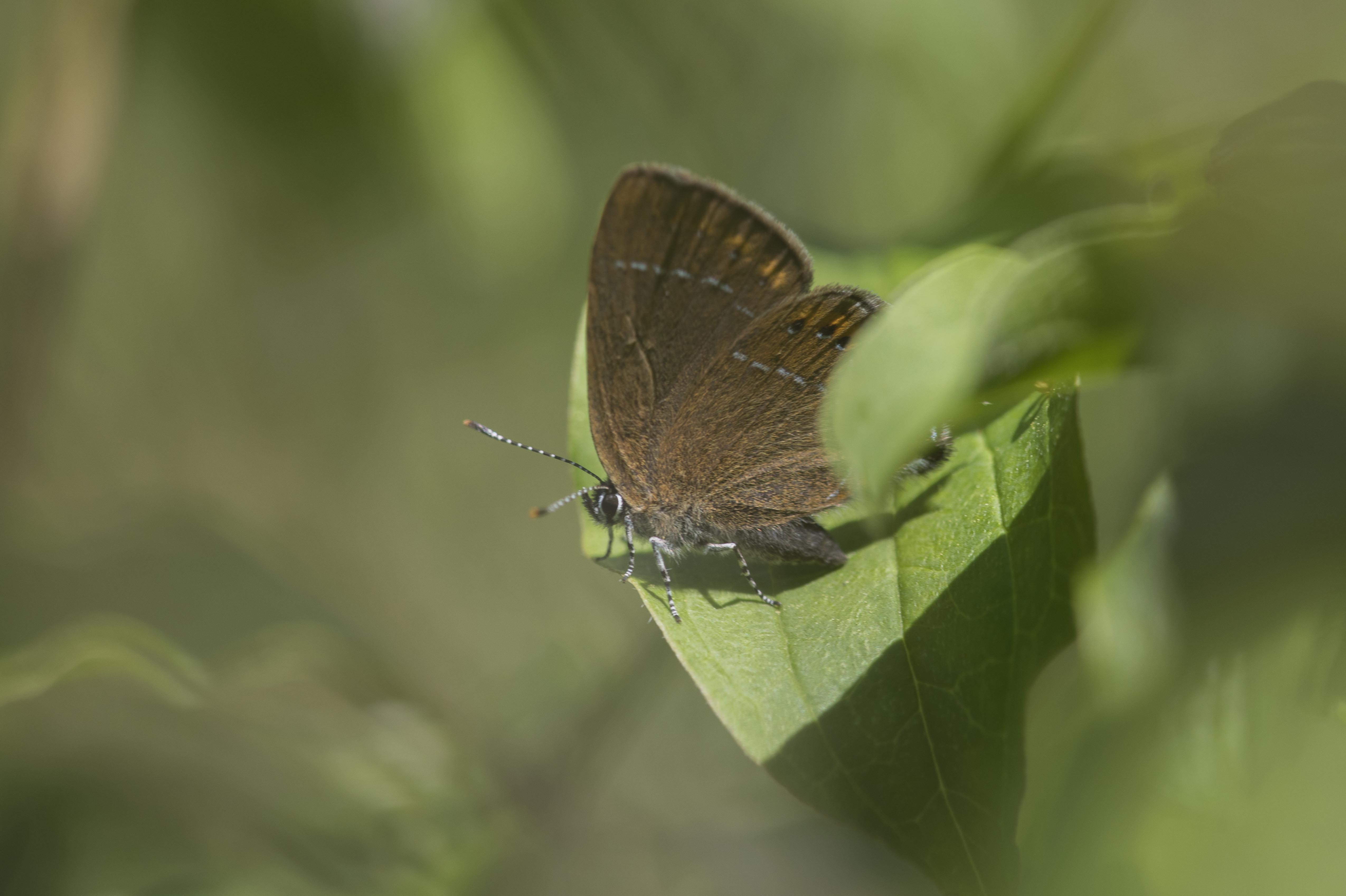 Black hairstreak  - Satyrium pruni