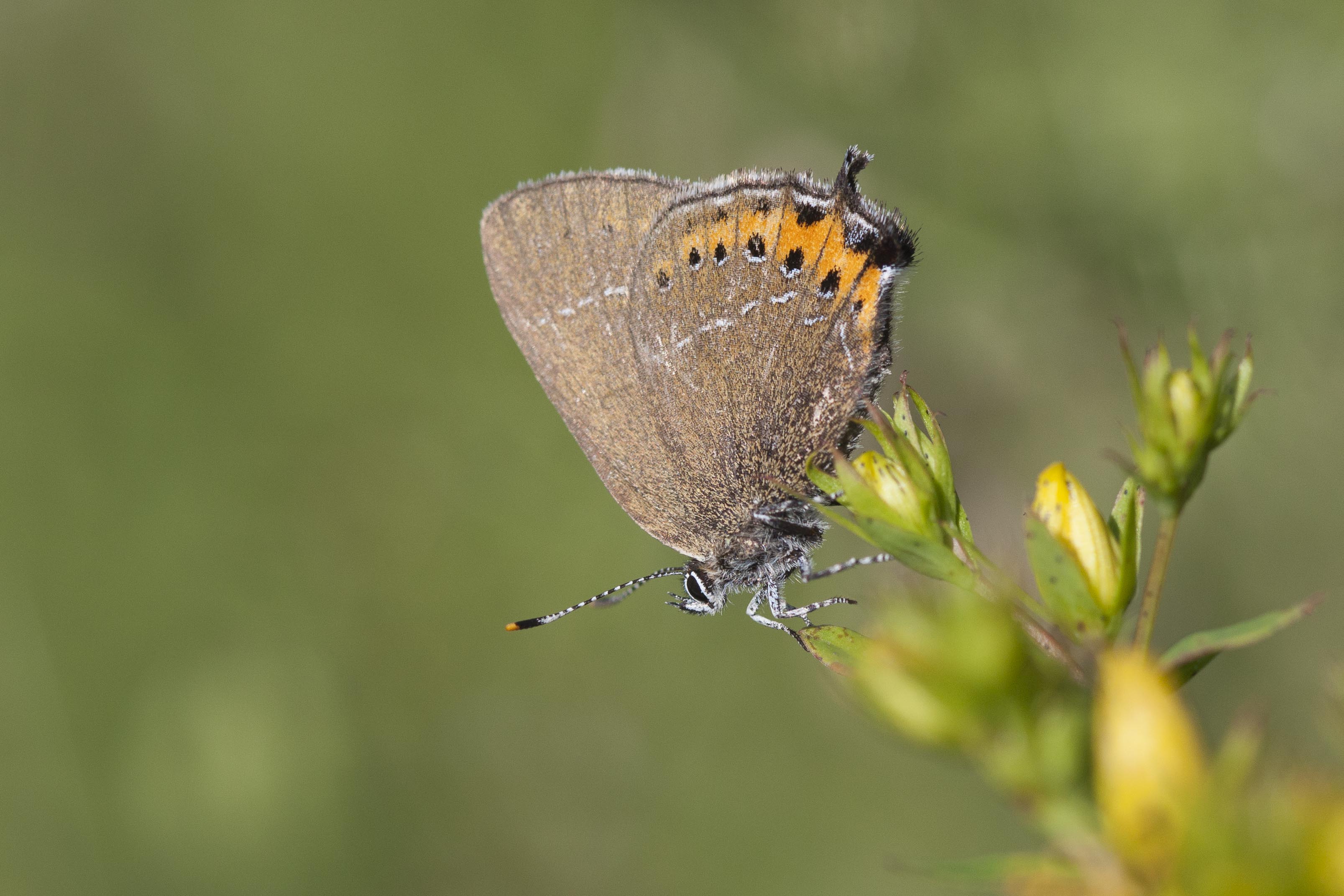 Black hairstreak  - Satyrium pruni