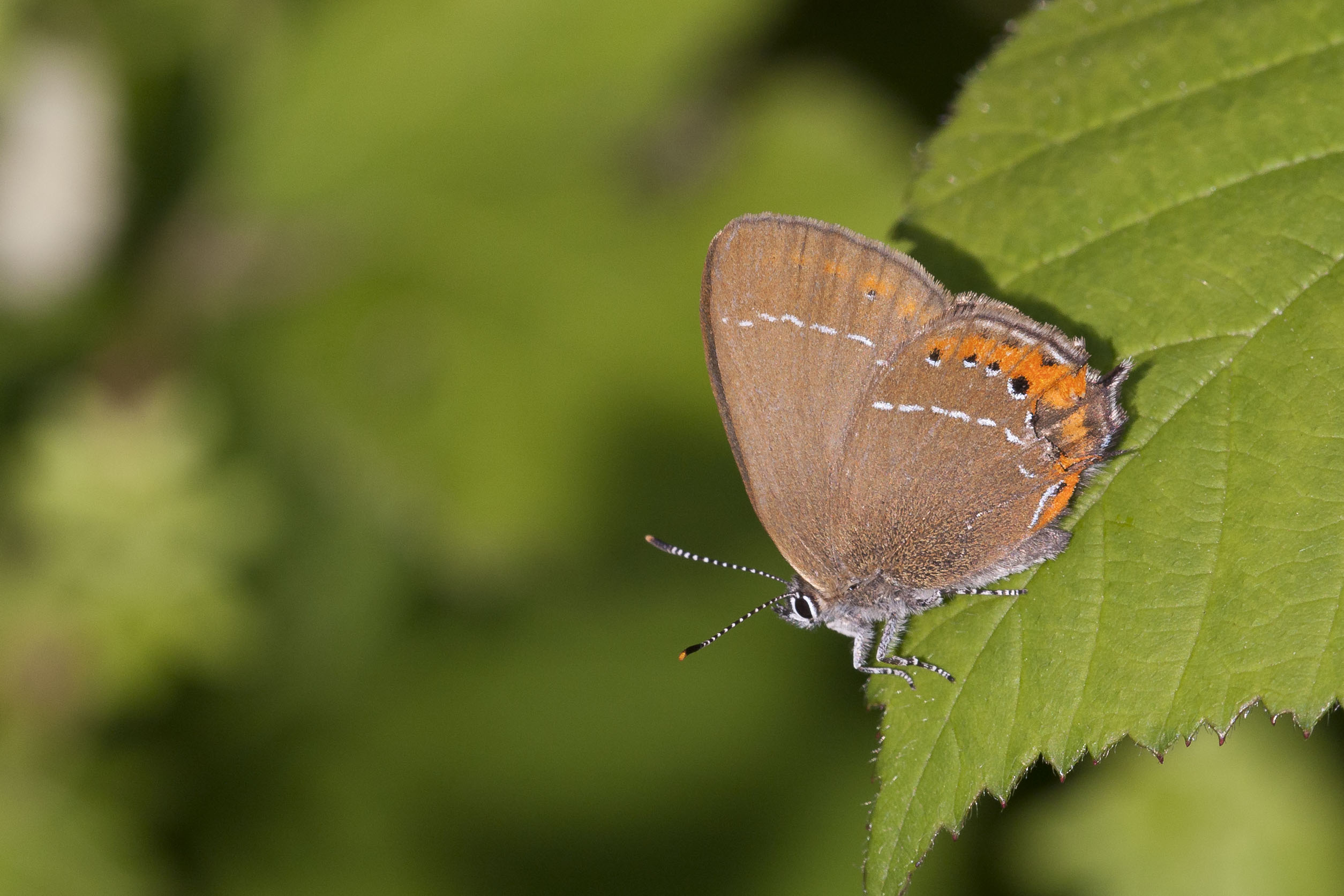 Black hairstreak  - Satyrium pruni