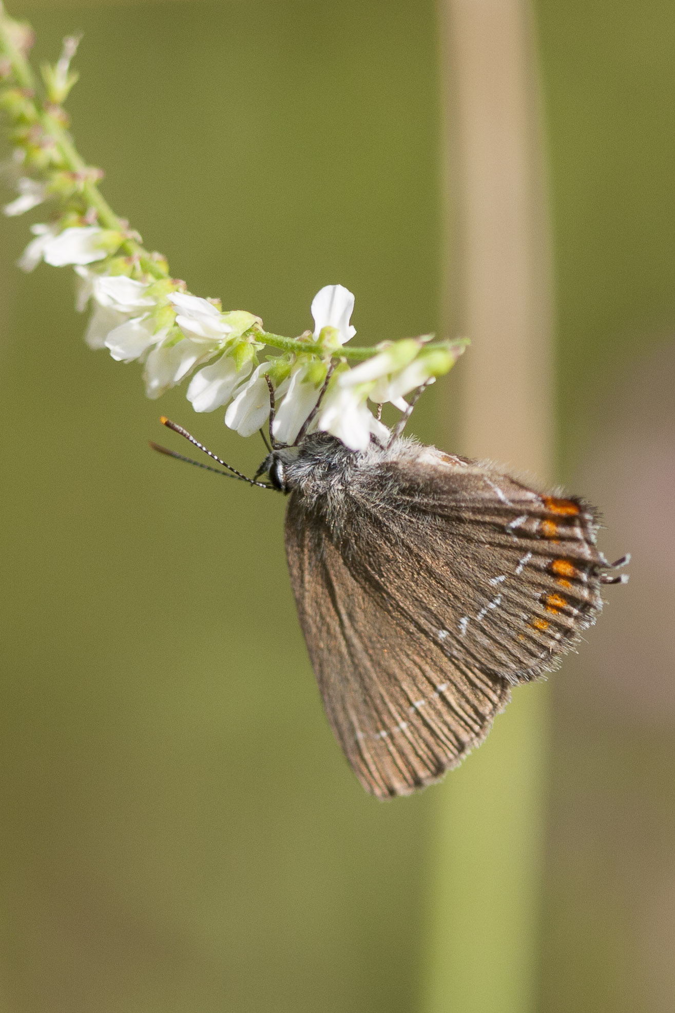 Ilex hairstreak  - Satyrium ilicis