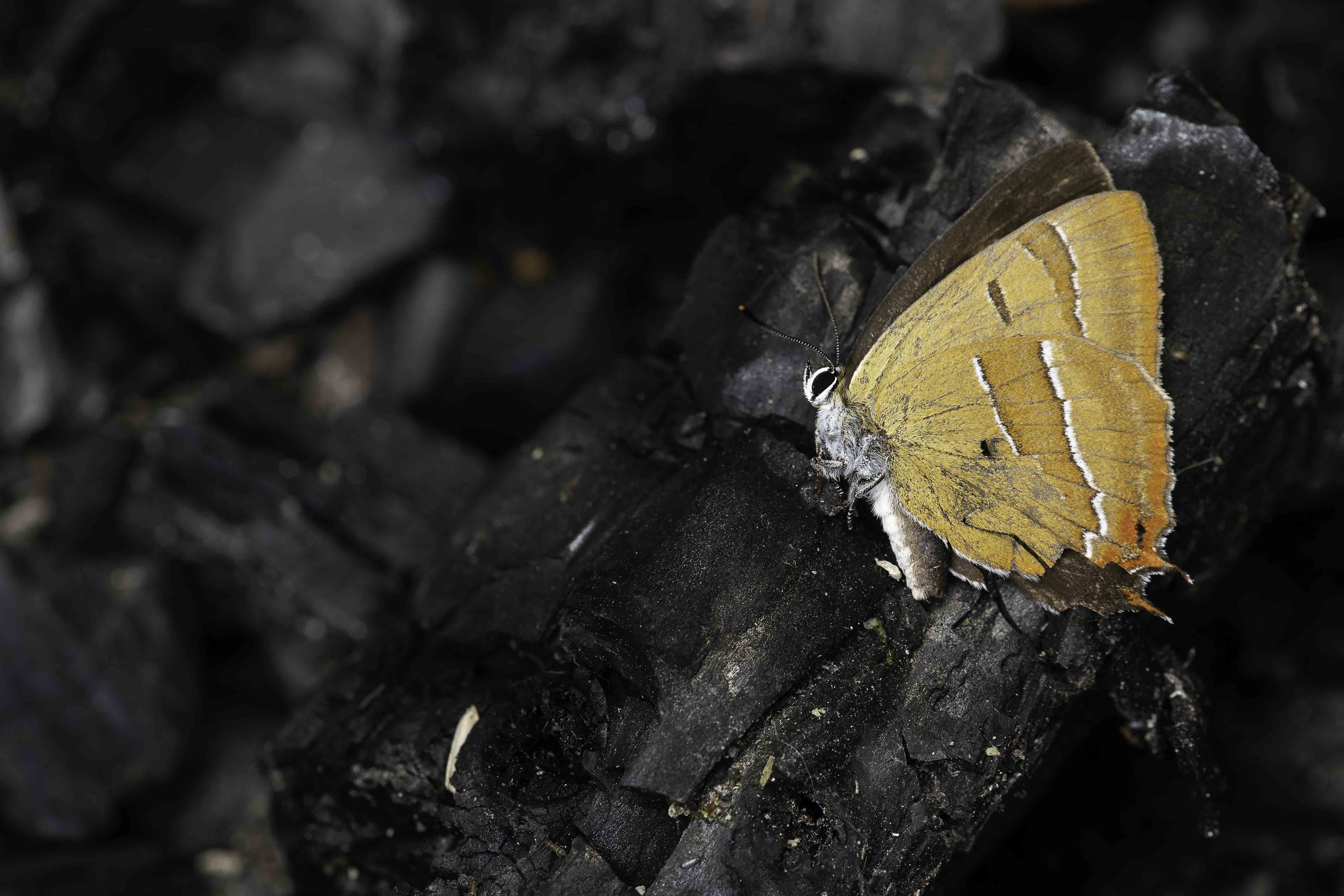 Brown hairstreak  - Thecla betulae