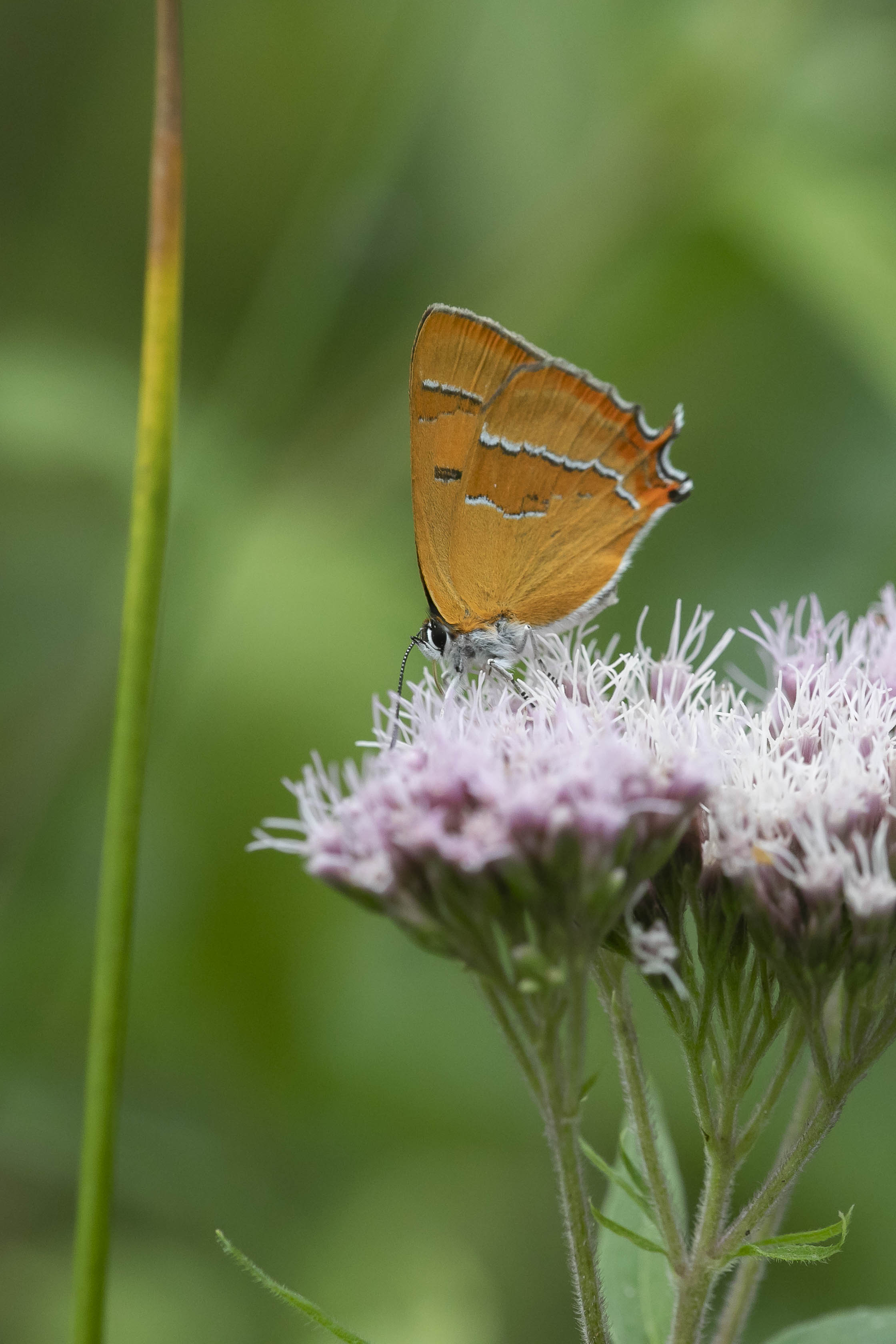 Brown hairstreak  - Thecla betulae