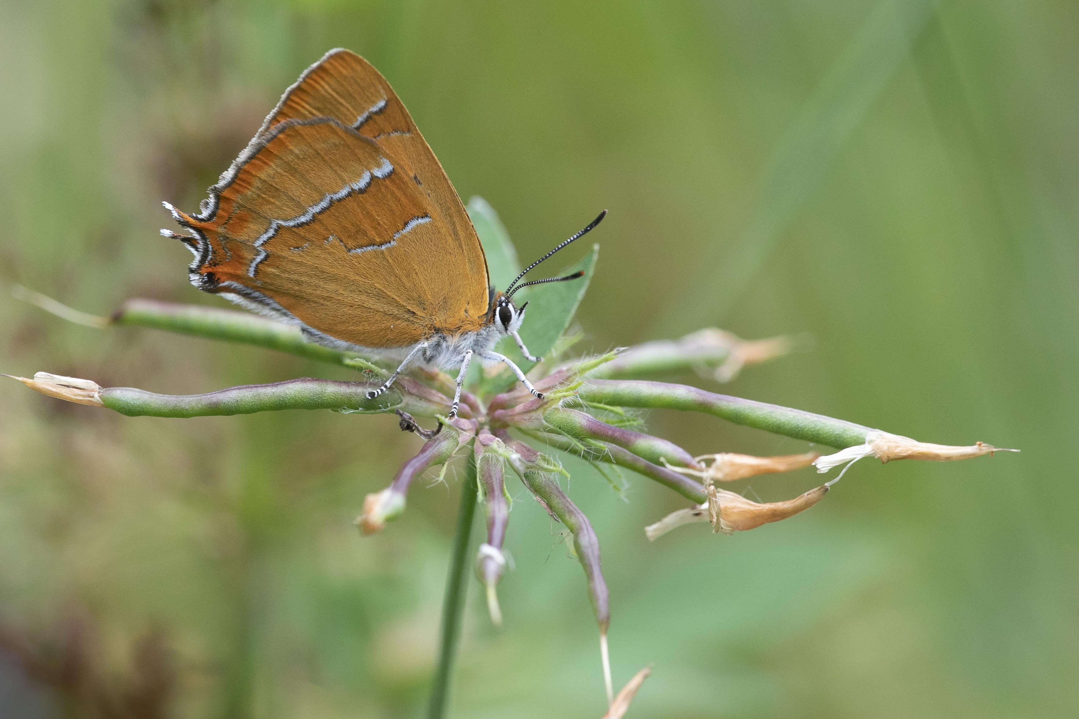 Brown hairstreak (Theclae betulae) - 8/2020 - Matagna-La-Grande (B)