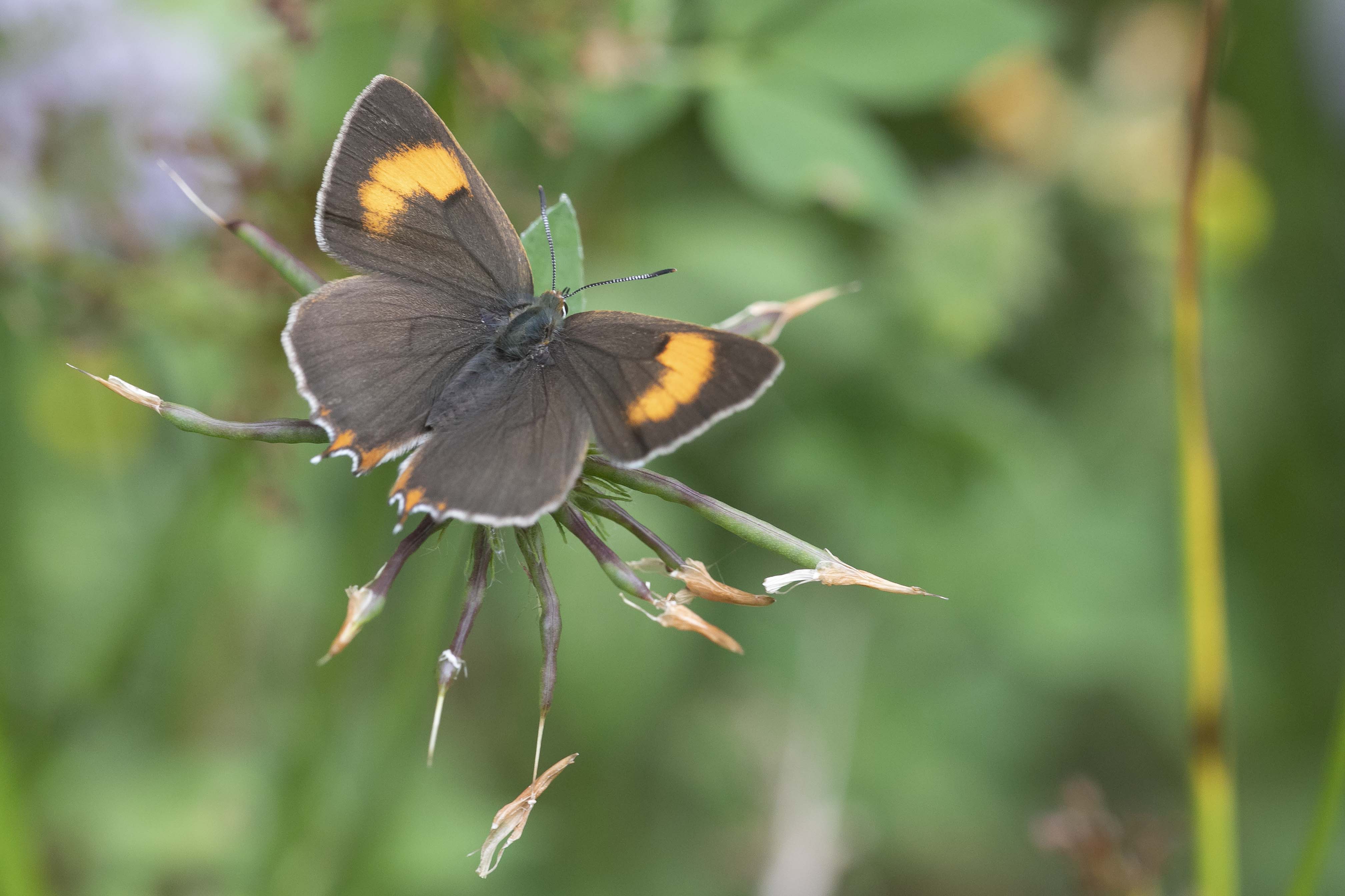 Brown hairstreak (Thecla betulae) - 8/2020 - Matagna-La-Grande (B)