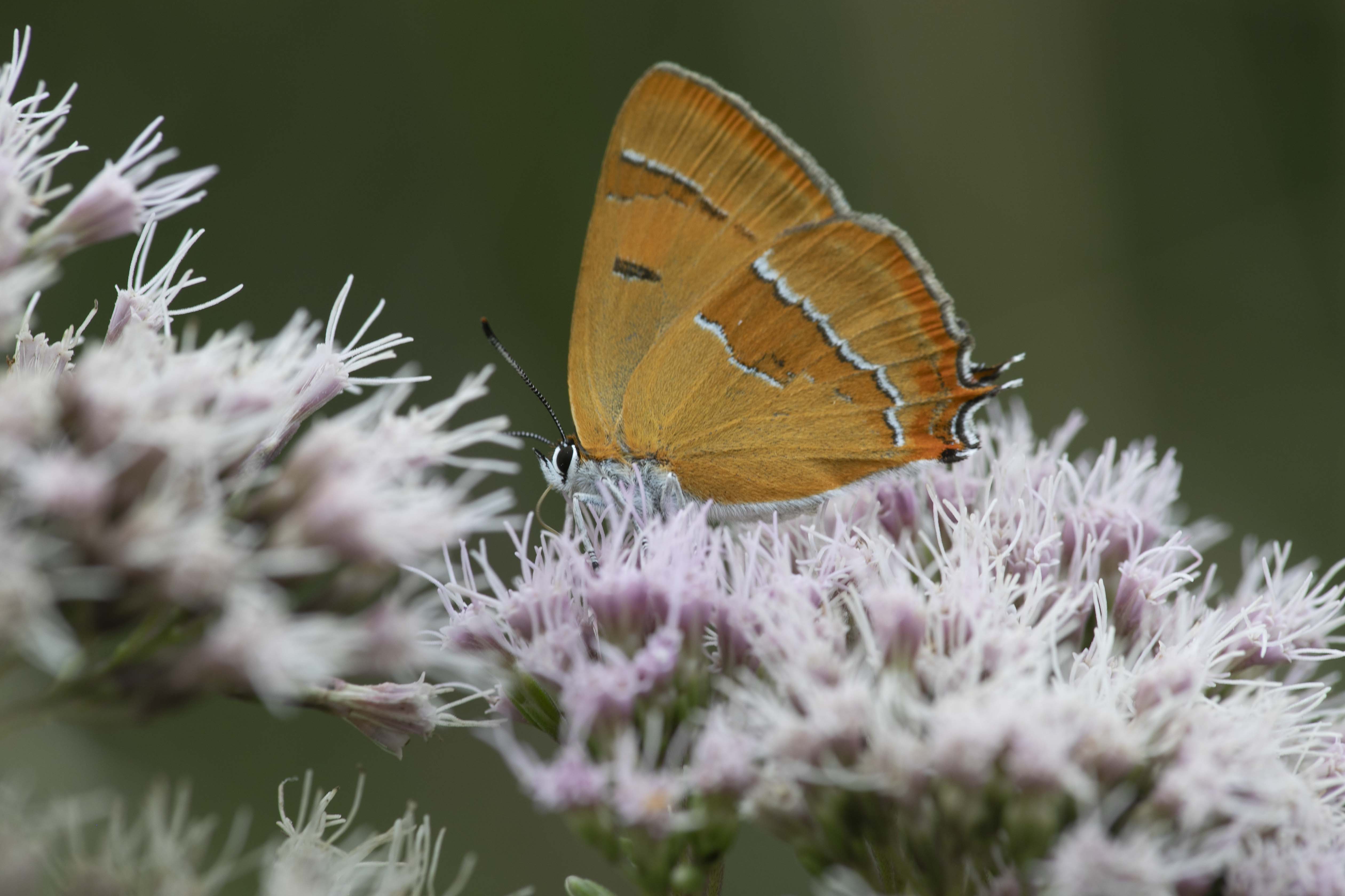 Brown hairstreak (Thecla betulae) - 8/2020 - Matagna-La-Grande (B)