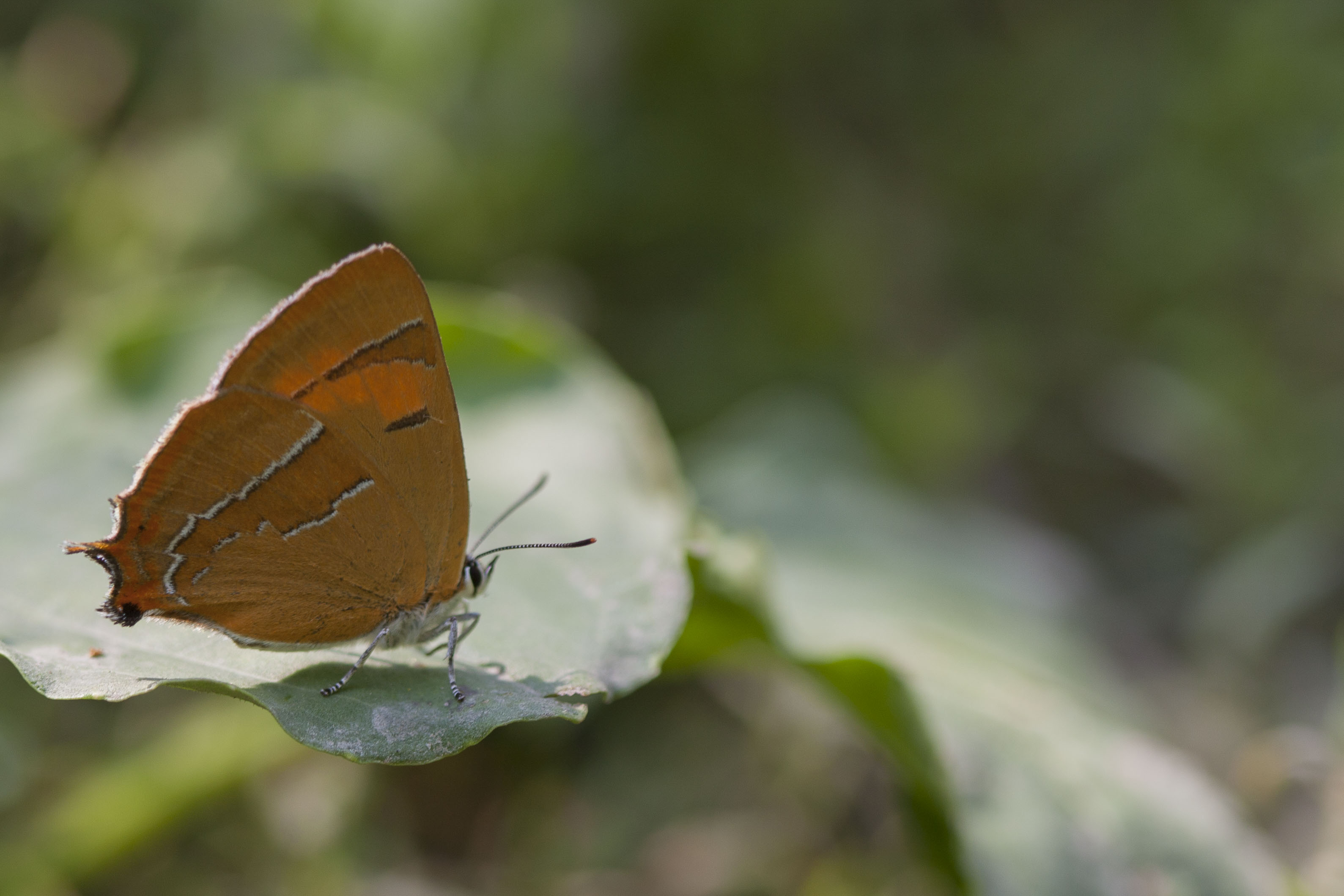 Brown hairstreak  - Thecla betulae