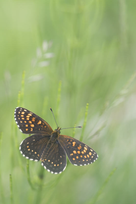 Fritillaries