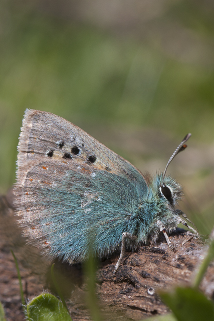 Provence hairstreak 