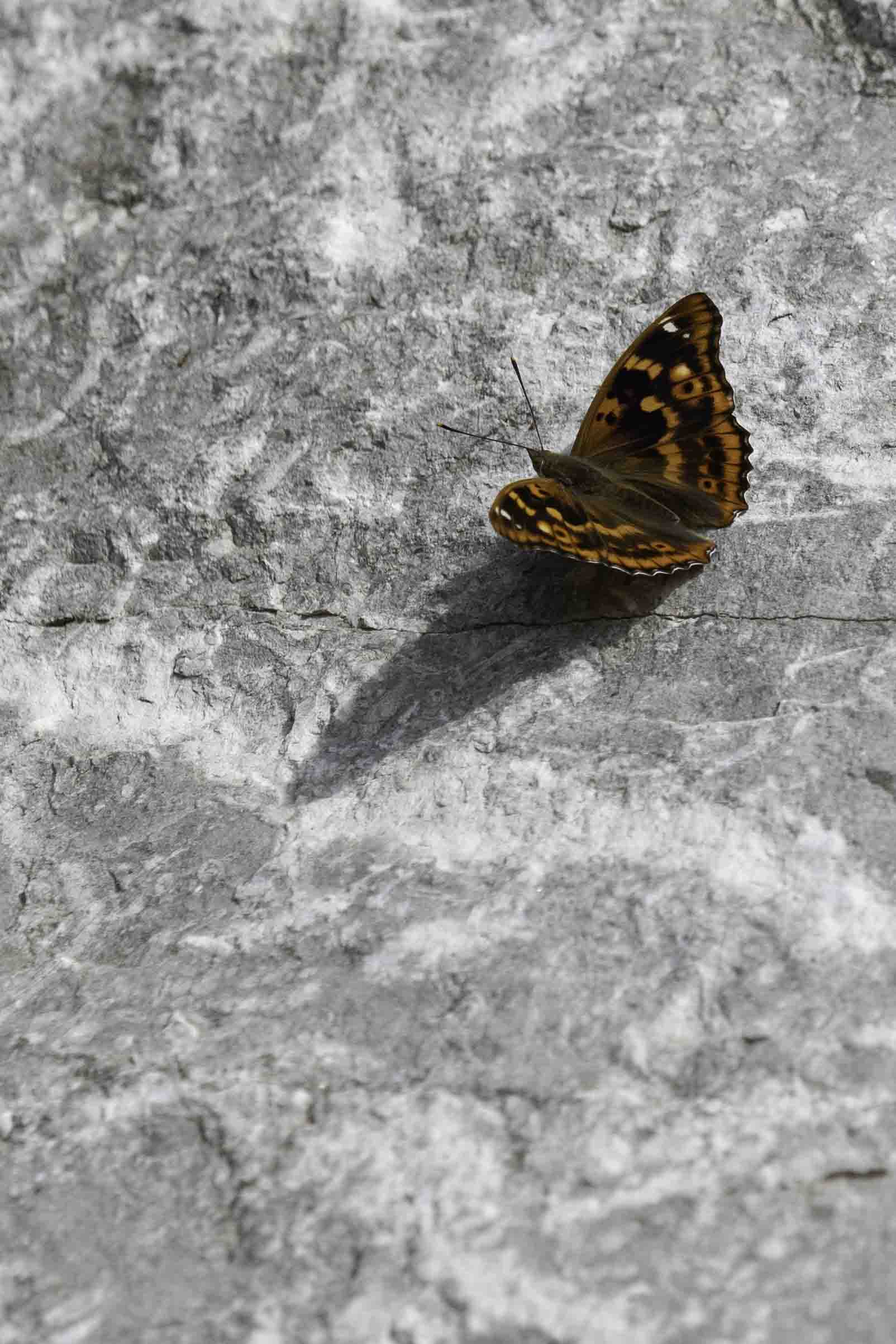 Lesser purple emperor  (Apatura ilia)