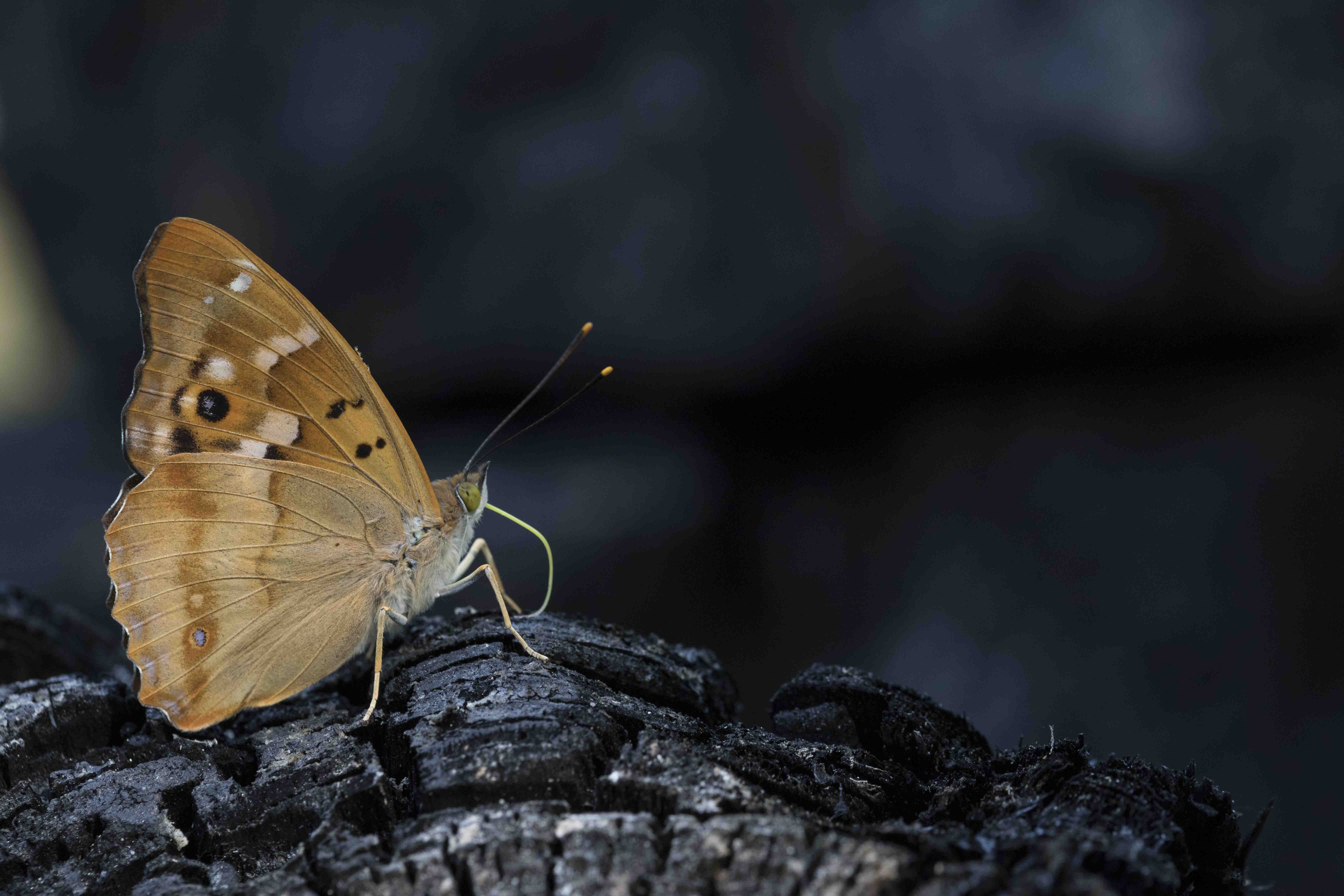 Lesser purple emperor  - Apatura ilia