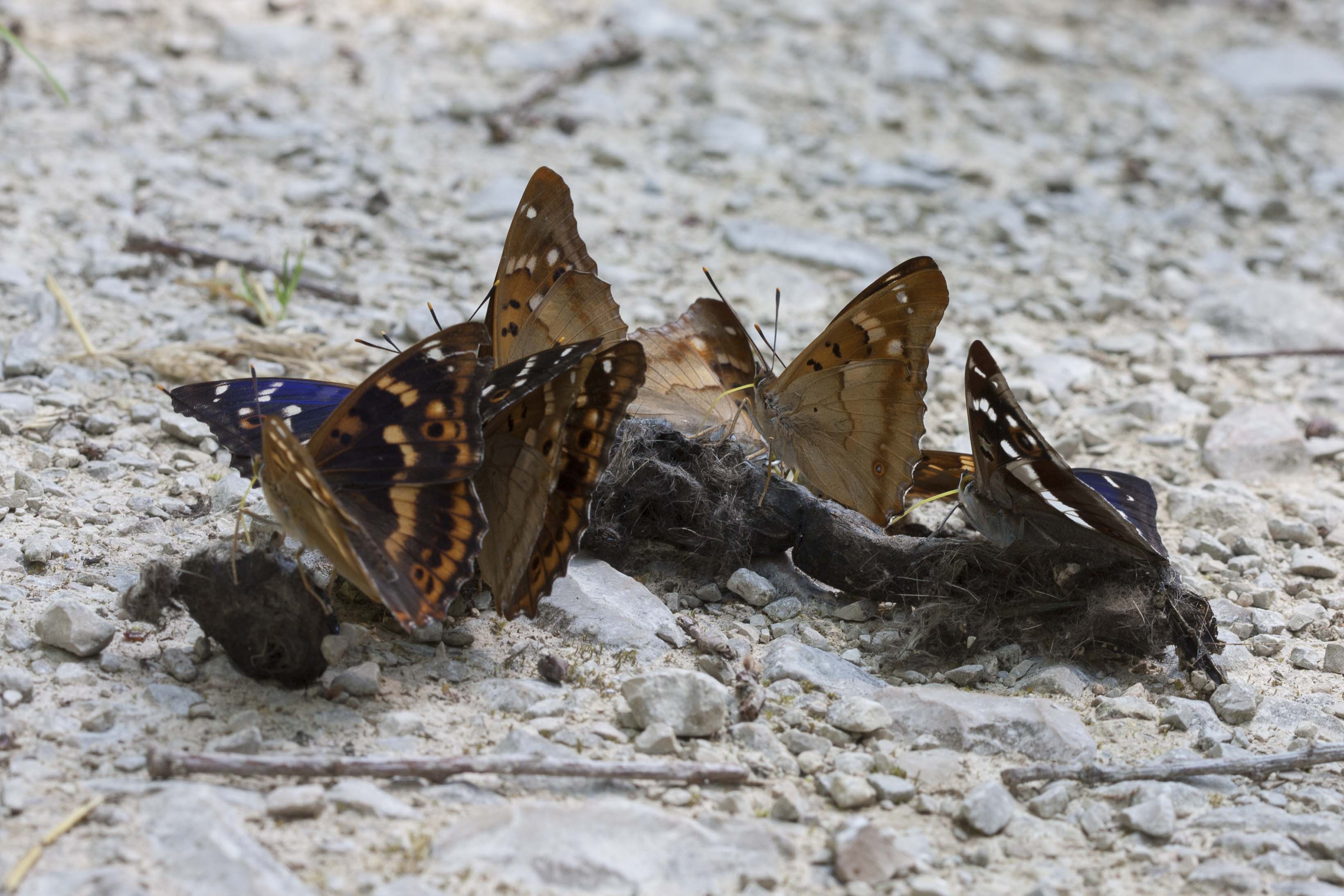 Lesser purple emperor  - Apatura ilia