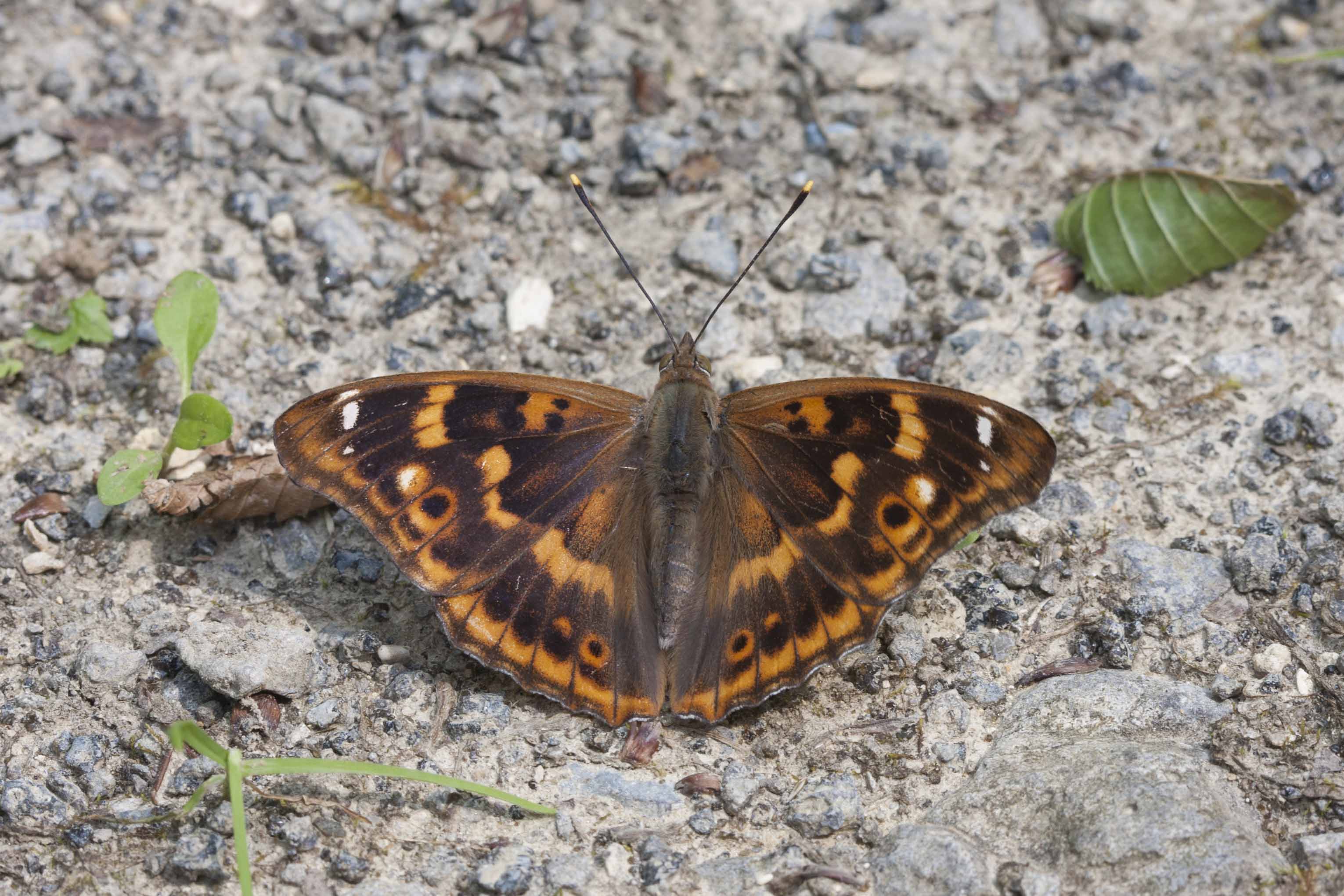 Lesser purple emperor  - Apatura ilia